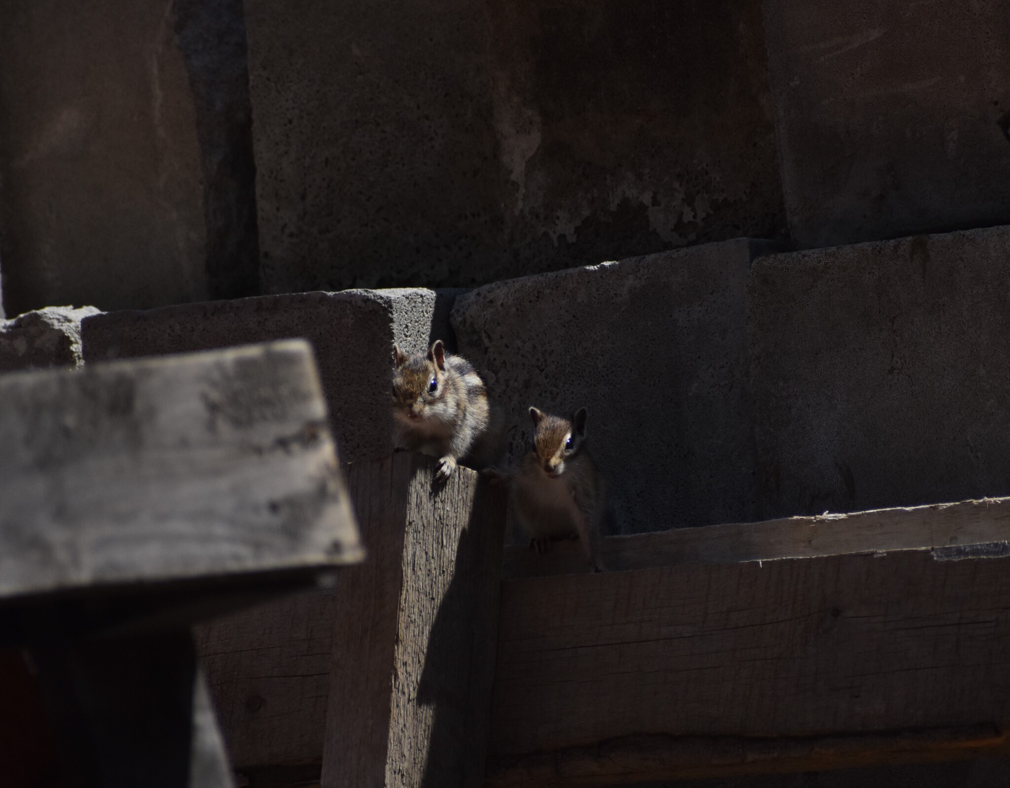 Chip and Dale - My, Chipmunk, The photo, Nature, Wild animals, Animals, Rodents