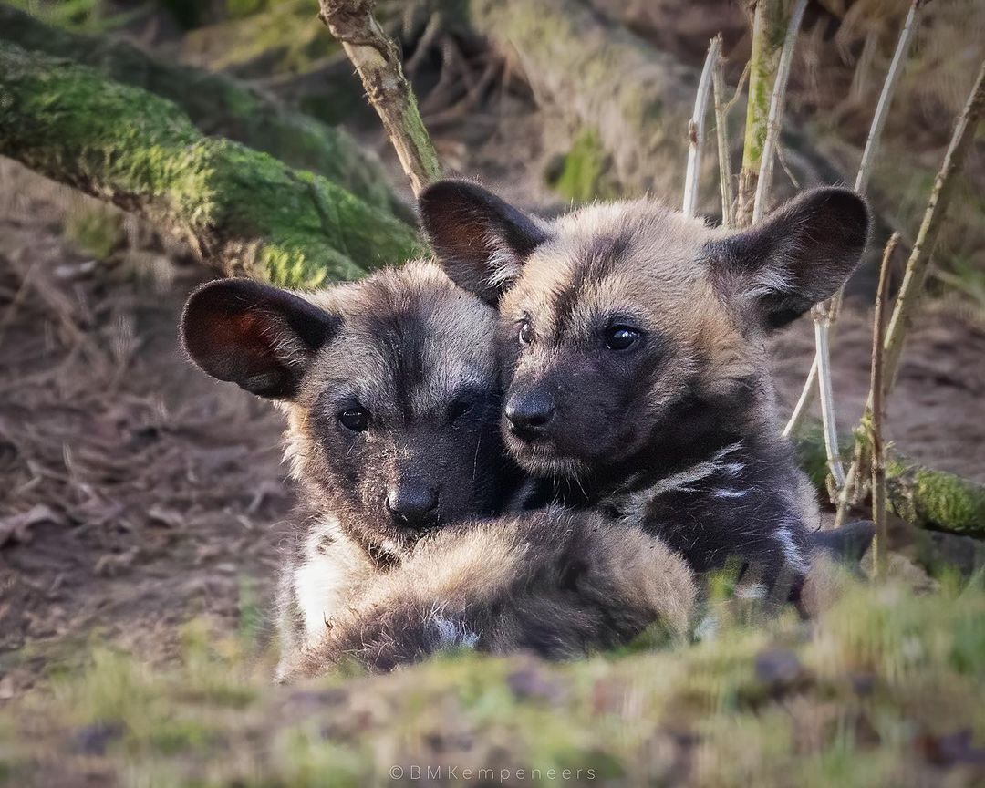 Hyena puppies - Hyena dog, Rare view, Canines, Puppies, Young, Predatory animals, Wild animals, The photo, Longpost