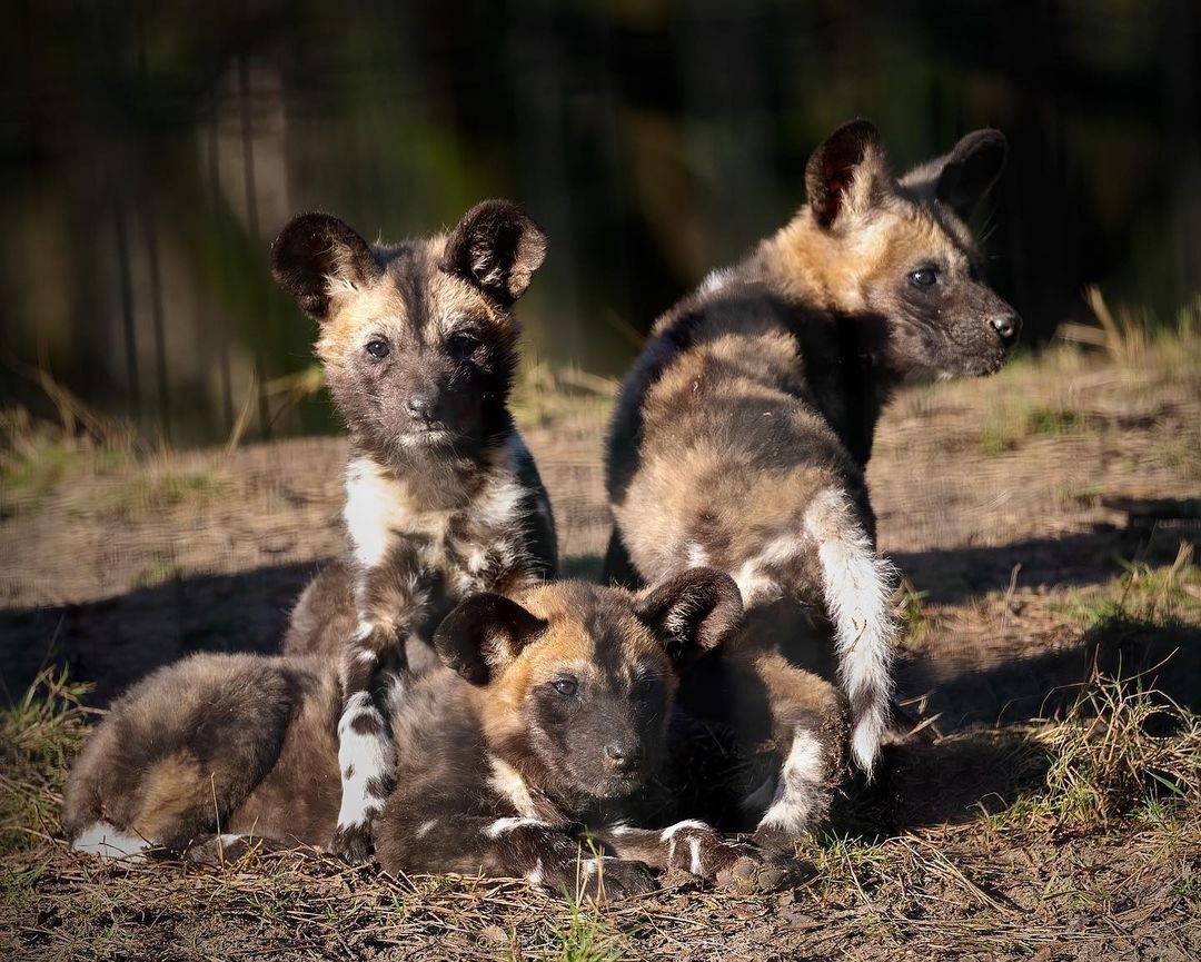 Hyena puppies - Hyena dog, Rare view, Canines, Puppies, Young, Predatory animals, Wild animals, The photo, Longpost