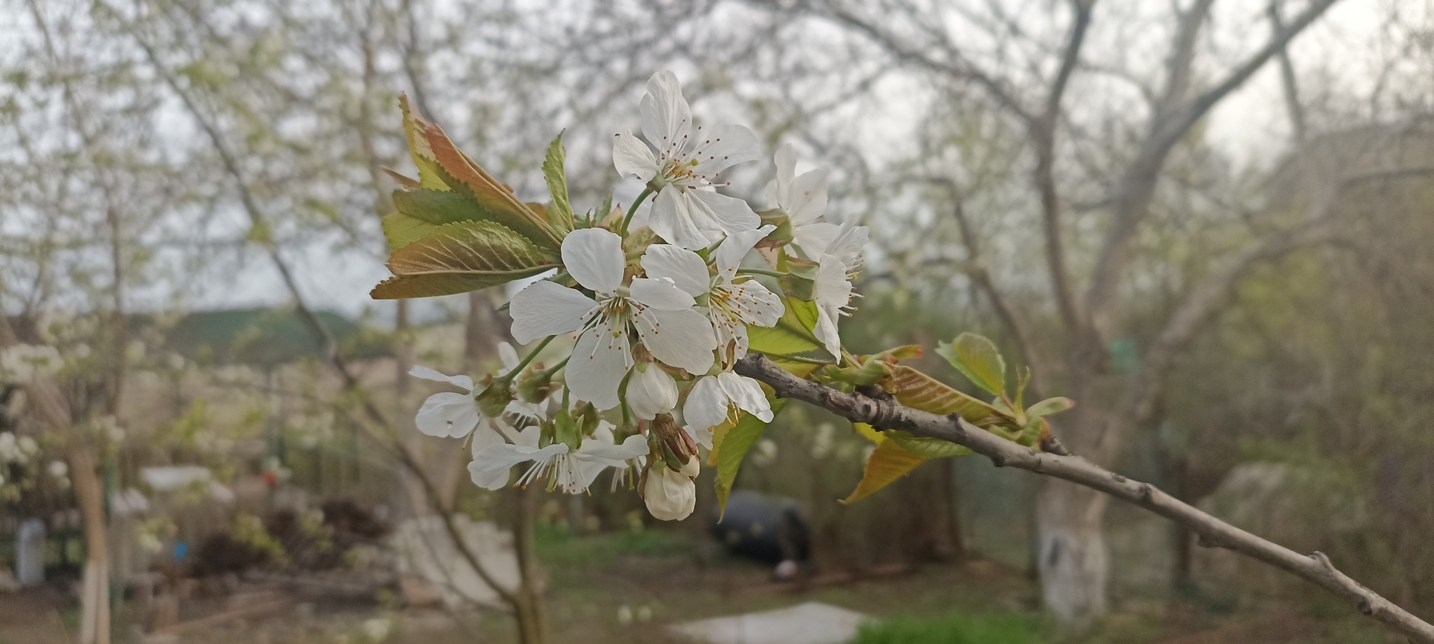 I see spring, I share it with you - My, Dacha, Spring, Bloom, Gardening, Longpost