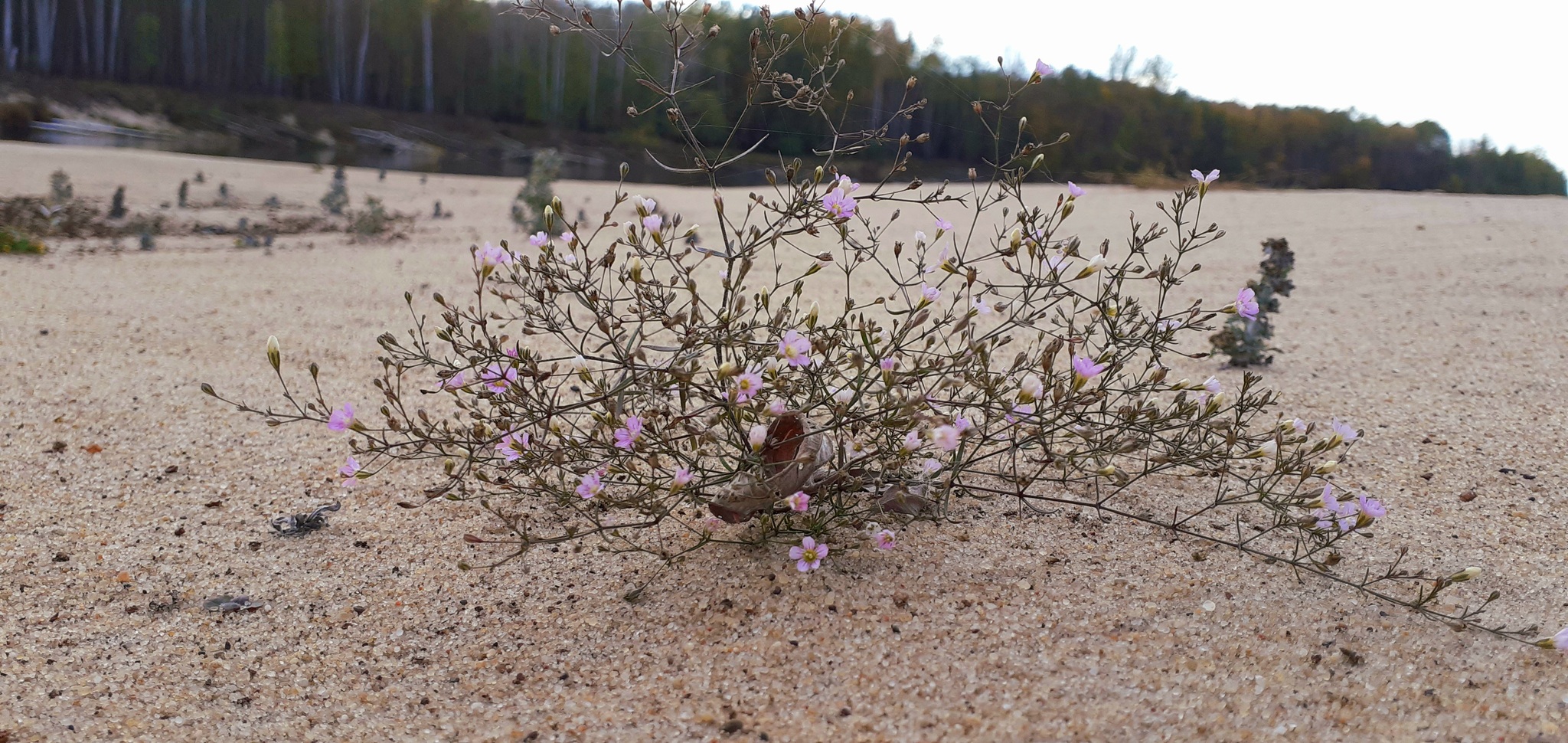 Comprehending the serenity of autumn - My, Autumn, Serenity, River, Flowers, Nature, Vetluga, The photo