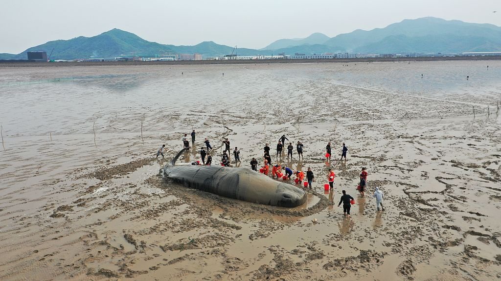 In China, rescued a sperm whale washed ashore - Twitter, Screenshot, Cgtn, Machine translate, Animal Rescue, Mammals, Sperm whale, Kindness, Society, The rescue, news, Longpost