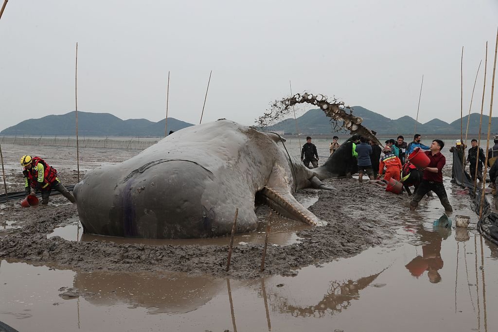 In China, rescued a sperm whale washed ashore - Twitter, Screenshot, Cgtn, Machine translate, Animal Rescue, Mammals, Sperm whale, Kindness, Society, The rescue, news, Longpost