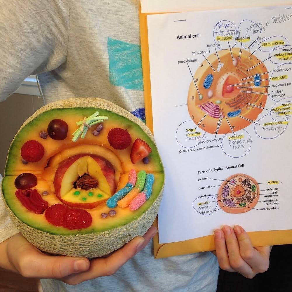 Cell in section with organelles - The medicine, Cell, Histology, Clearly, Фрукты, Melon, Berries