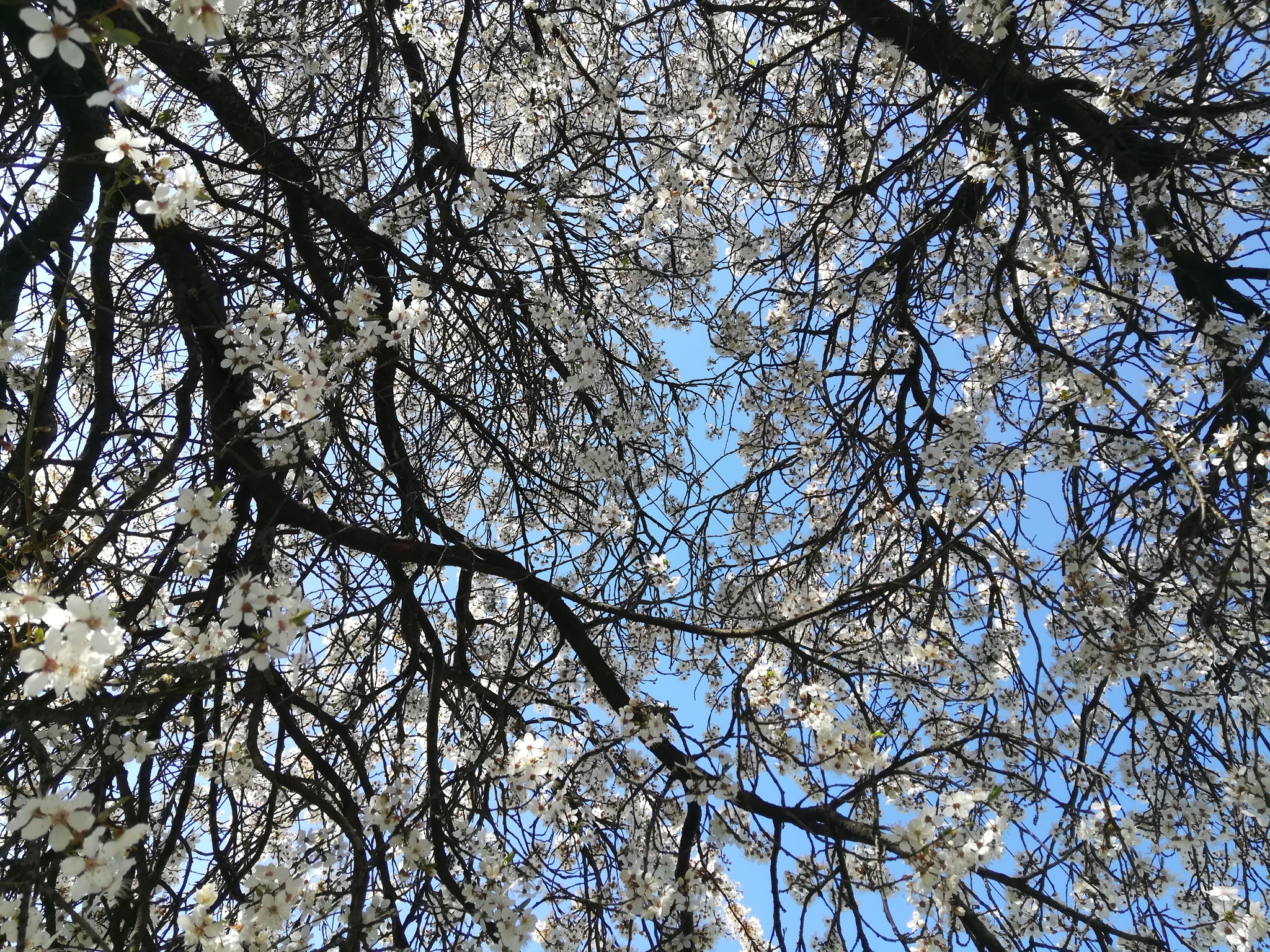 And from our window - My, Kaliningrad, Cherry plum, Spring, Bloom, Mobile photography, Longpost