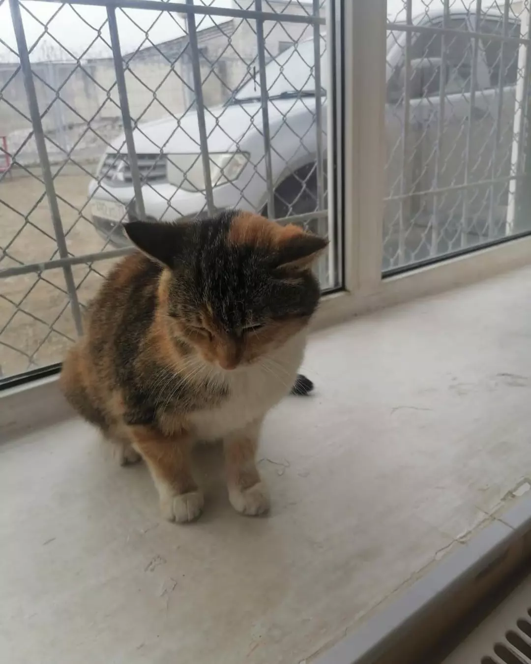 We urgently need a kind person who can shelter them for a while. - My, No rating, Moscow, cat, Moscow region, Fluffy, In good hands, Pets, Longpost, Kittens