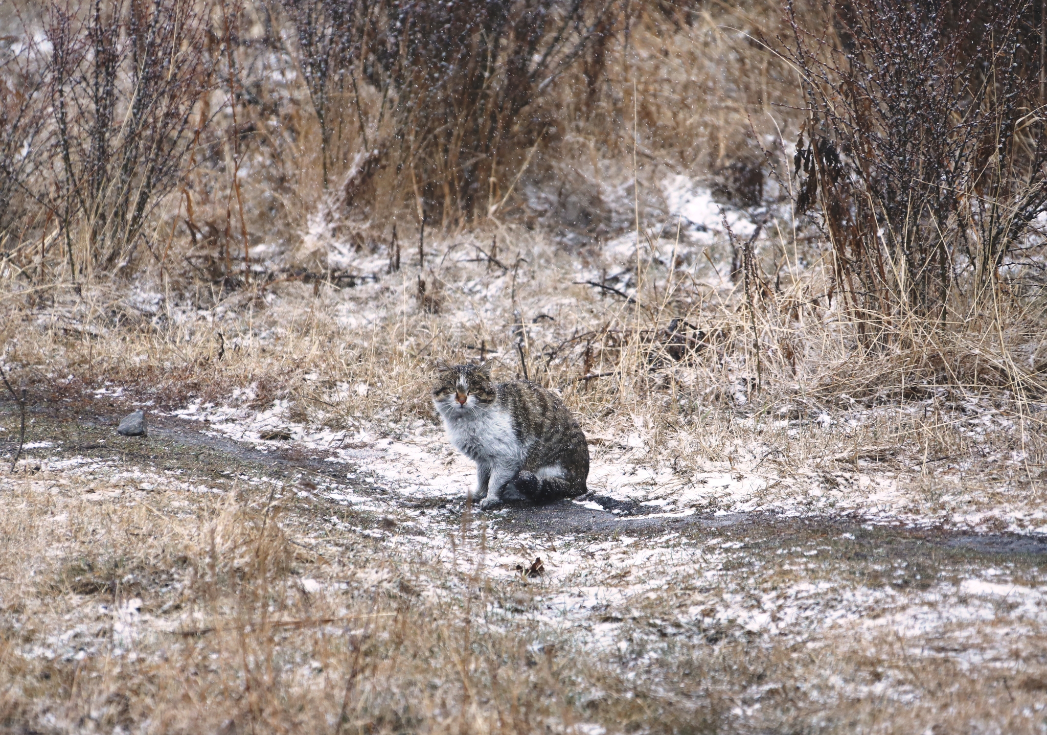 Cat - My, cat, Winter