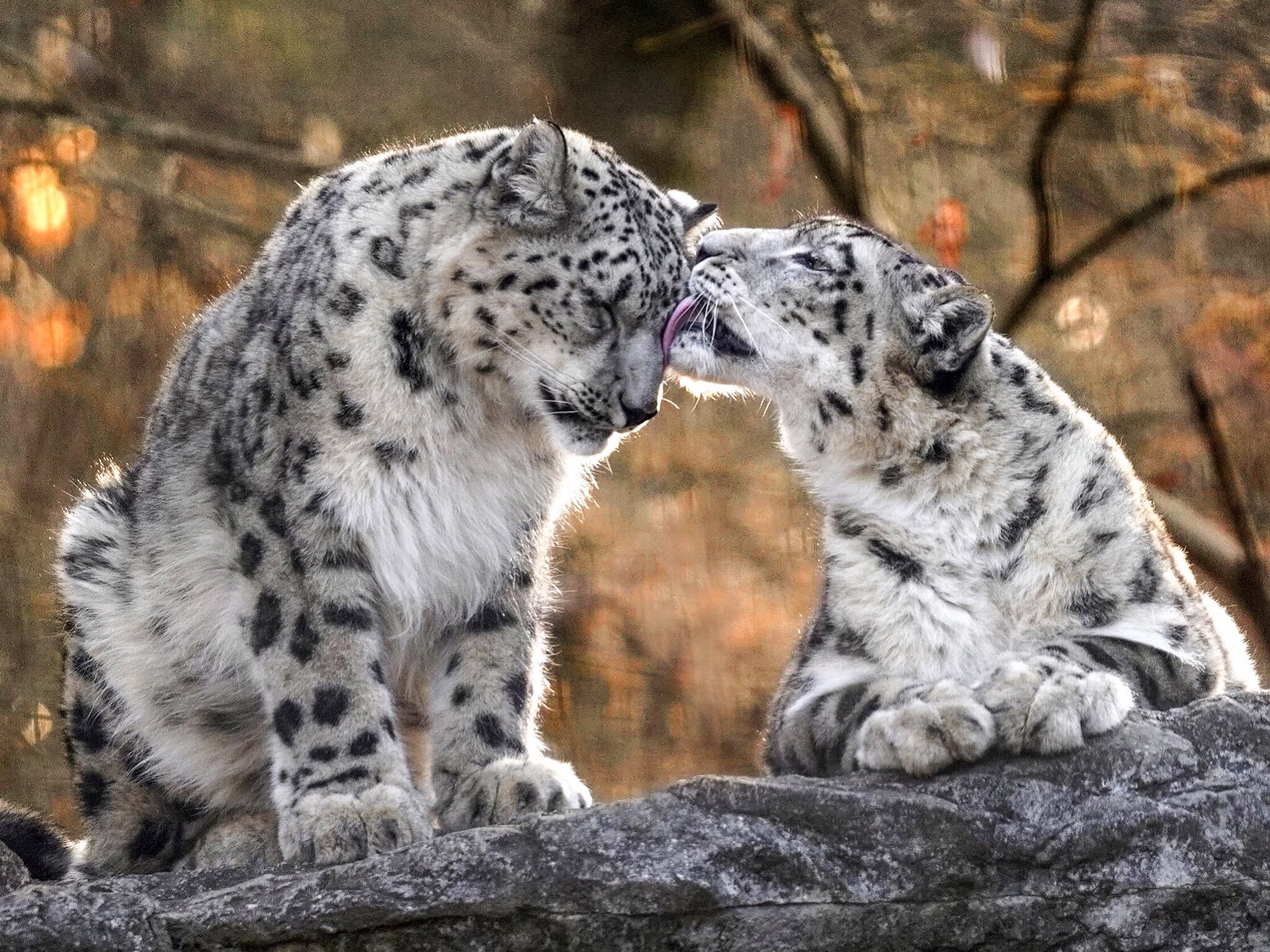 The Growing Ruler of the Mountain Kingdom) - Snow Leopard, Big cats, Cat family, Predatory animals, Wild animals, Fluffy, Rare view, Red Book, Barsik, Longpost