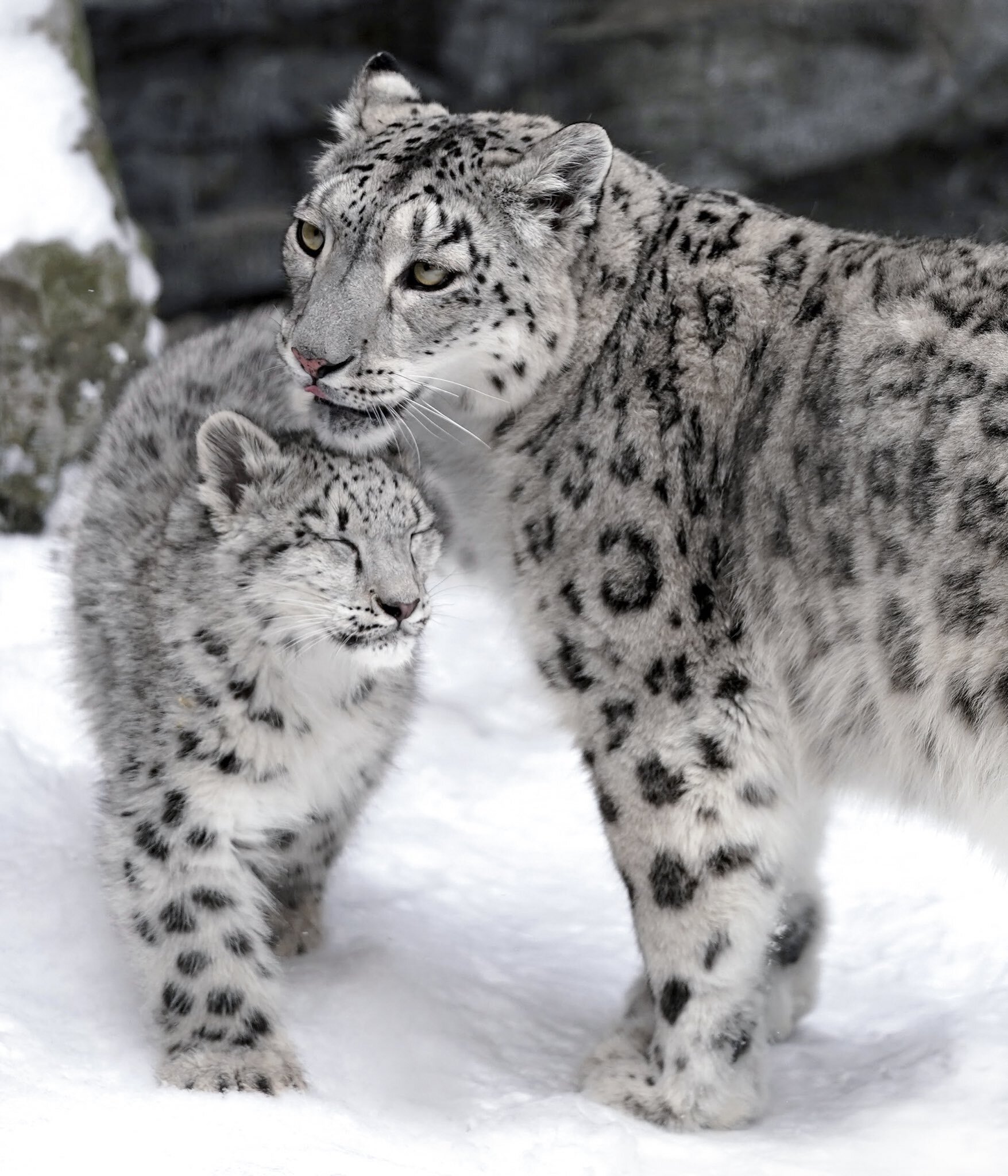 The Growing Ruler of the Mountain Kingdom) - Snow Leopard, Big cats, Cat family, Predatory animals, Wild animals, Fluffy, Rare view, Red Book, Barsik, Longpost