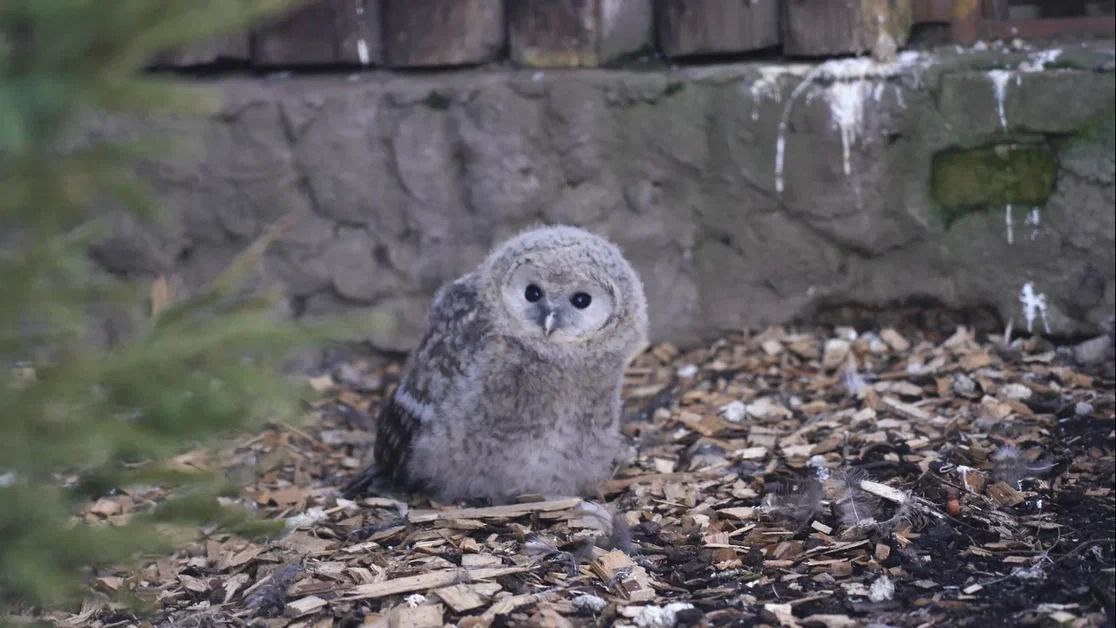 In the Moscow Zoo for the first time in 10 years, long-tailed owls brought offspring - Carry, Owl, Moscow, Zoo, Moscow Zoo, Video, Longpost