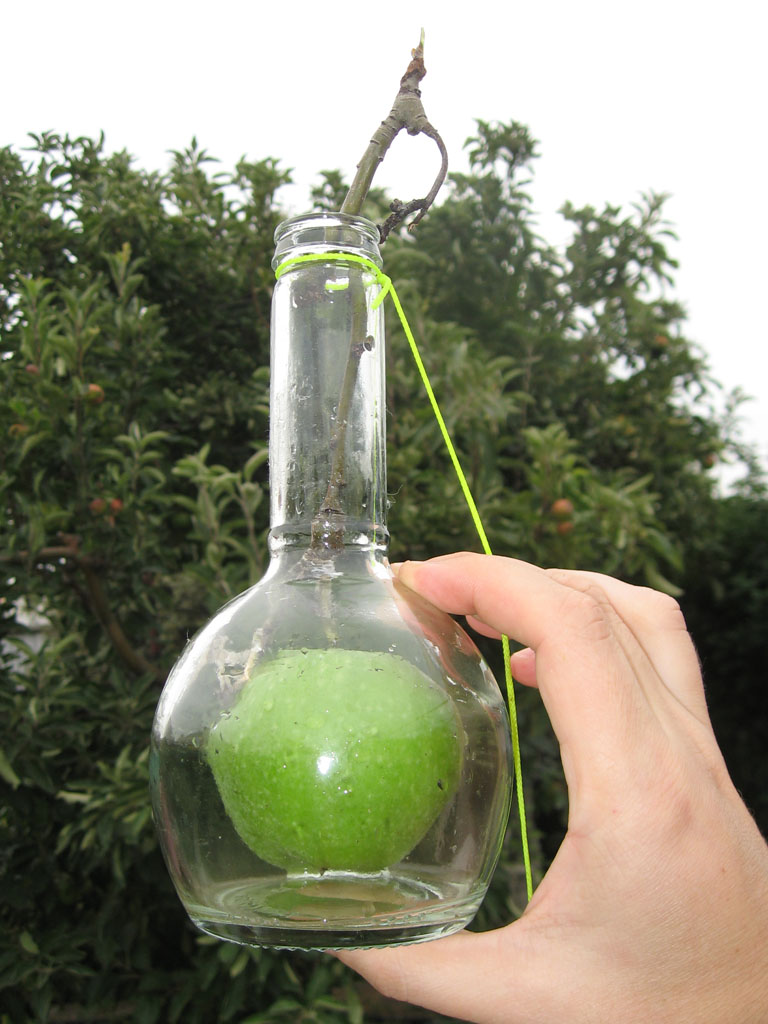 How do I put a pear in a bottle? - Pear, Apples, Bottle, Beverages, Фрукты, Оригинально, Longpost