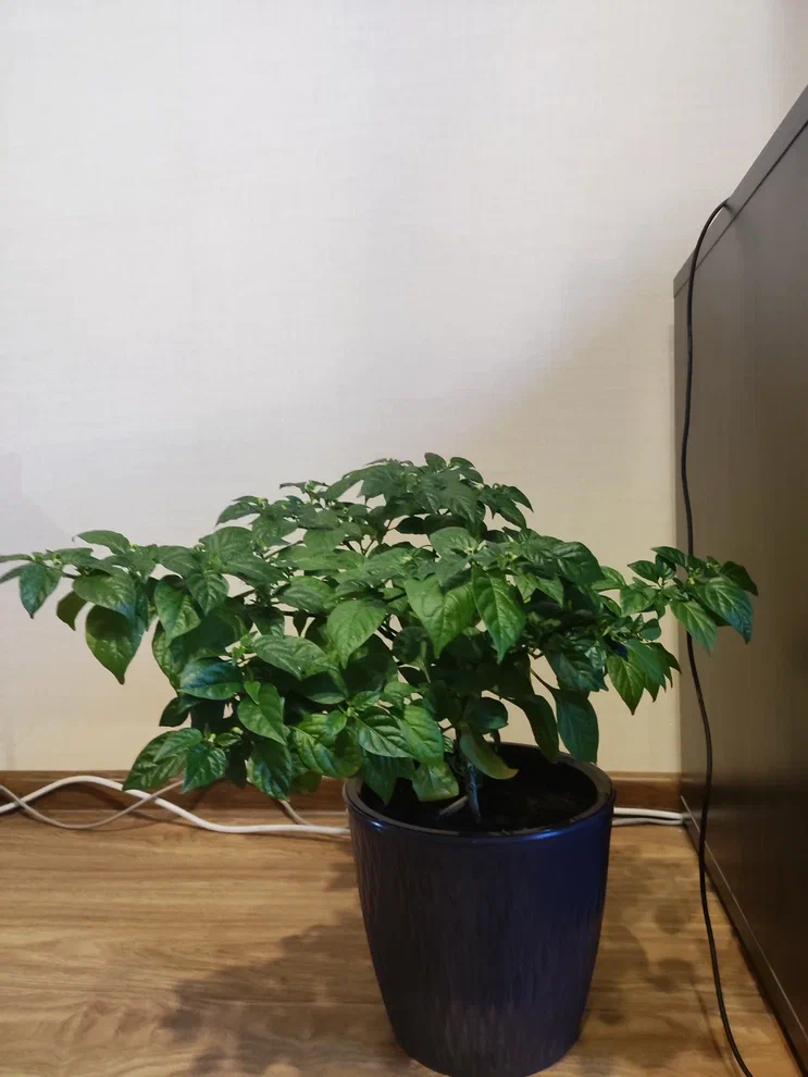 Last year's Guajira Grande Chocolate and Cabaca Vermelho peppers - My, Hot peppers, Growing, Vegetable garden on the windowsill, Permian, Houseplants, Pepper, Longpost