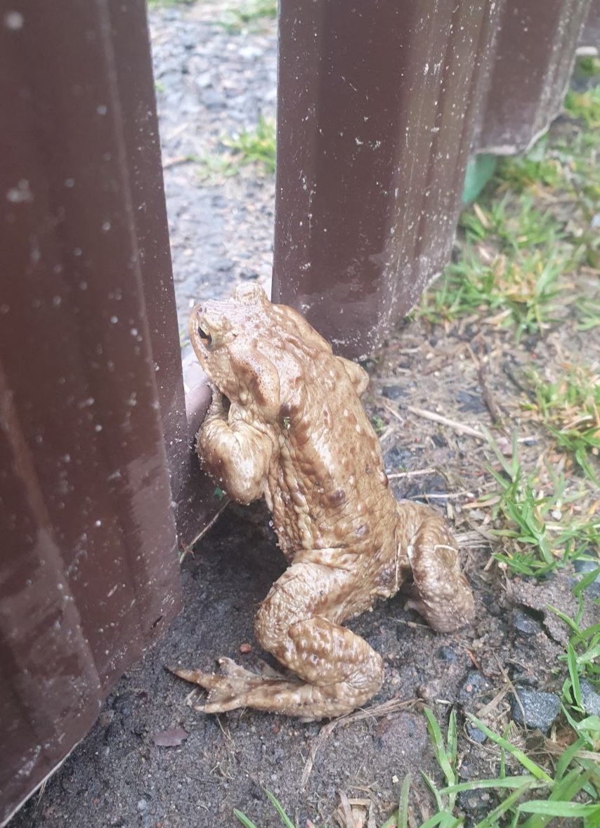 Toad in anticipation of a warm spring - My, Toad, Spring