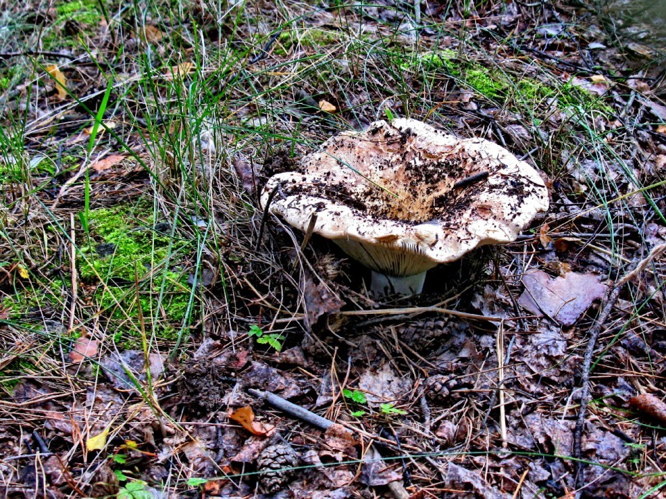 6 photos on Thursdays #3 - My, The photo, Mushrooms, Summer, Ural, Yekaterinburg, Forest, Thursday, Longpost