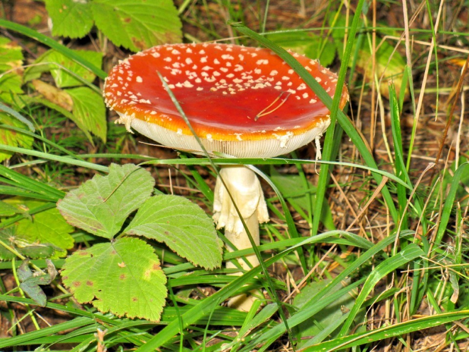 6 photos on Thursdays #3 - My, The photo, Mushrooms, Summer, Ural, Yekaterinburg, Forest, Thursday, Longpost