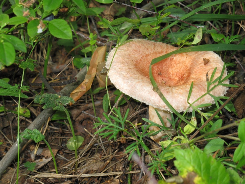 6 photos on Thursdays #3 - My, The photo, Mushrooms, Summer, Ural, Yekaterinburg, Forest, Thursday, Longpost