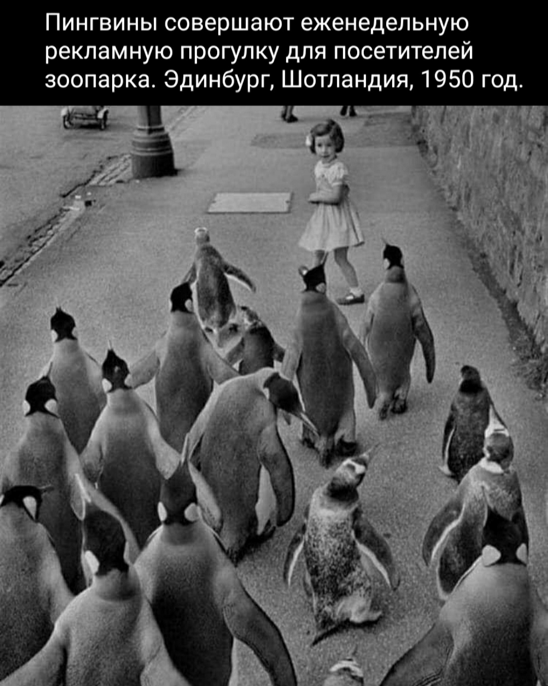 Penguins - The photo, Old photo, Black and white photo, Birds, Picture with text, Penguins, 50th