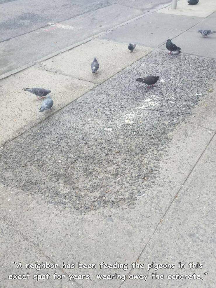 Pigeons destroy tiles! - Pigeon, Concrete, Feeding, Deletion, The photo