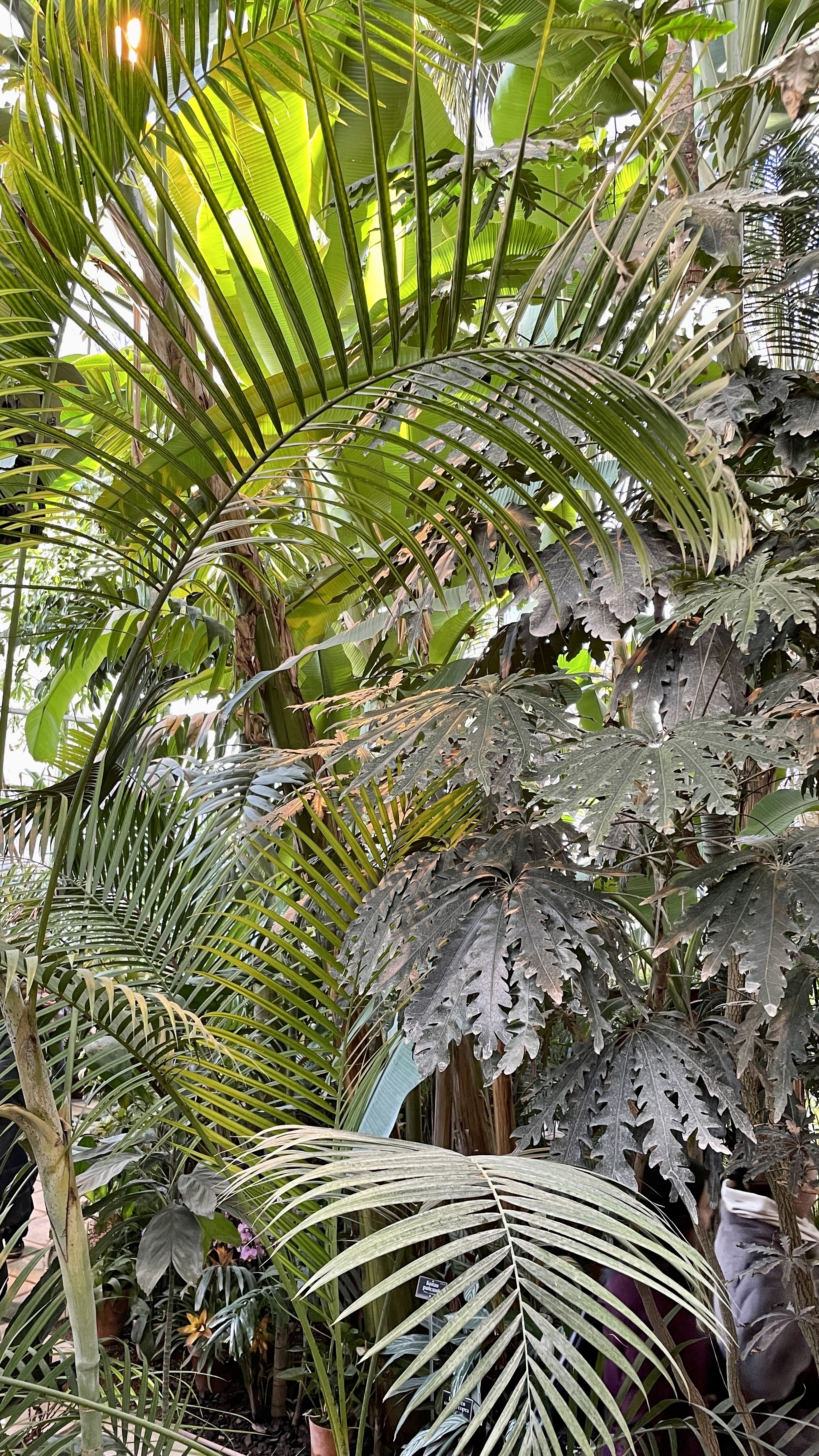 Day 32 - My, Mobile photography, Phone wallpaper, Plants, Fern, Apothecary Garden