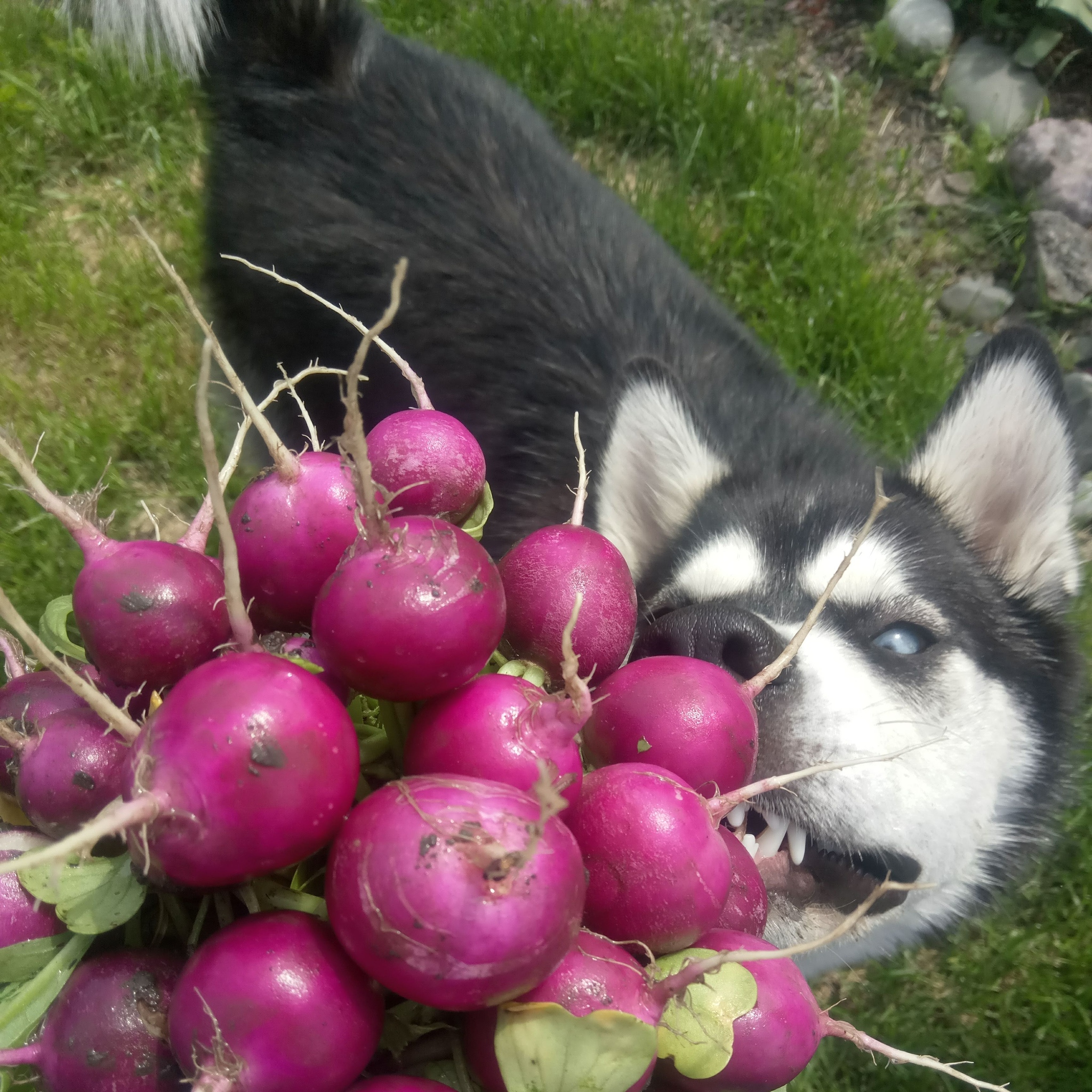 What's missing husky? - My, Siberian Husky, Husky, Pets, Dog, Radish, The photo