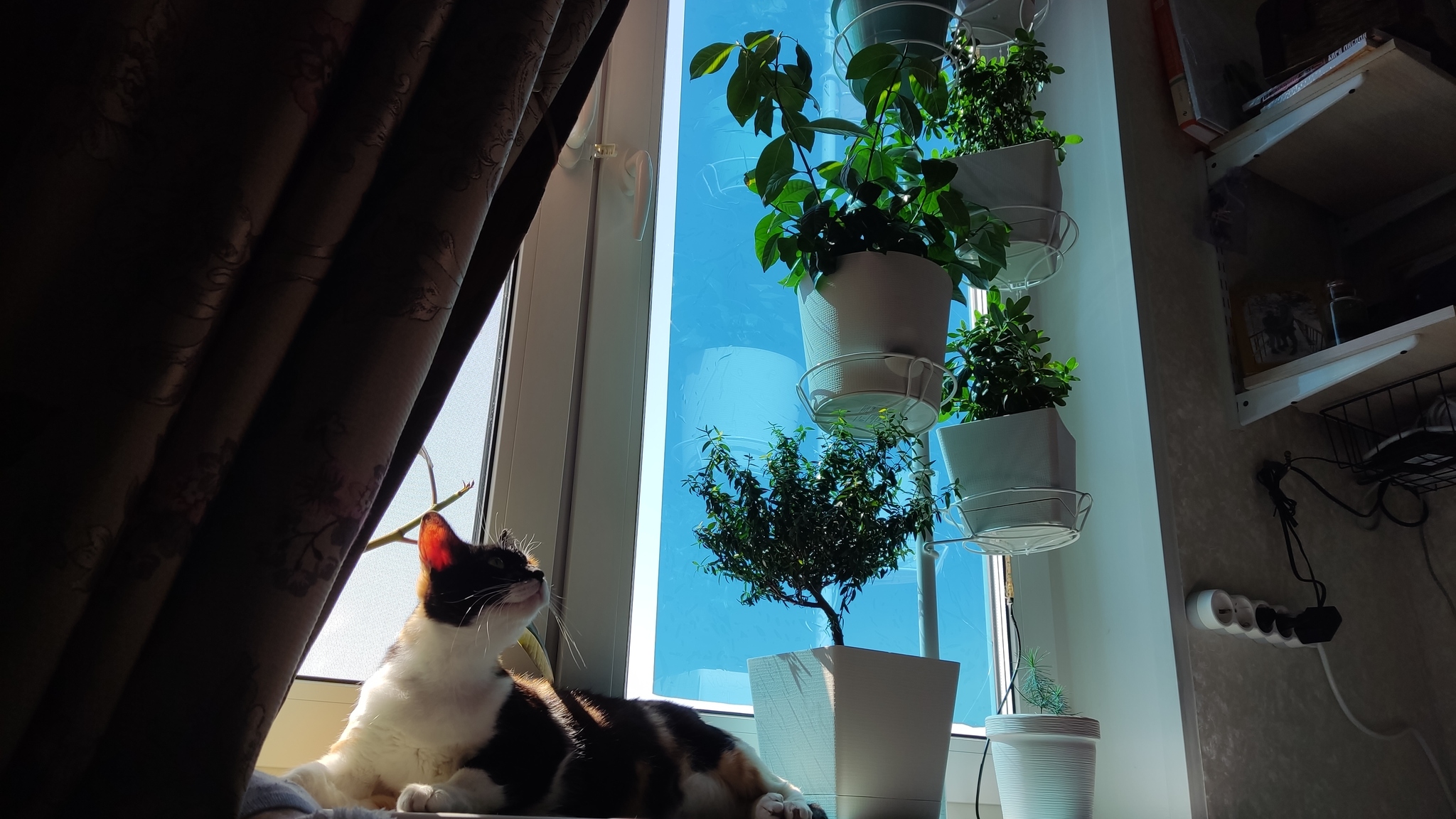 When sunny days are so good)) - My, Milota, Tricolor cat, Paws, Relaxation, cat, Pets