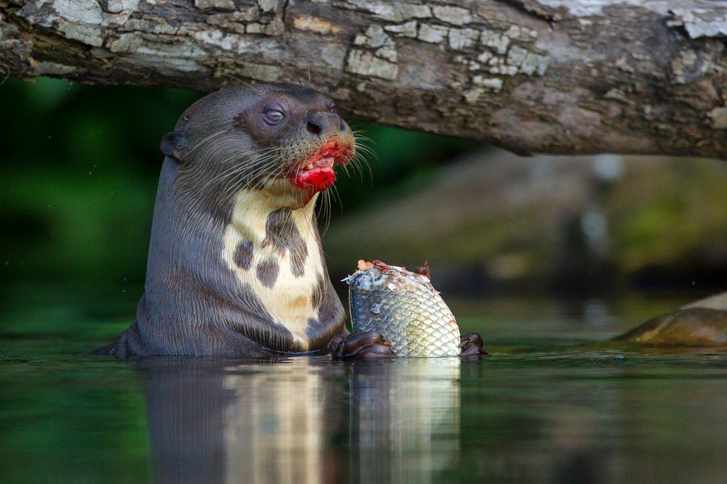 Everyone is excited about you, and you're excited about Maybelline. - Otter, A fish, Food, Blood