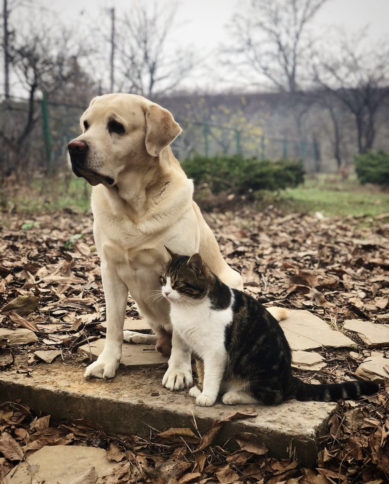 Настоящие друзья! - Моё, Кот, Собака, Домашние животные, Ожидание, Первый пост, Мобильная фотография