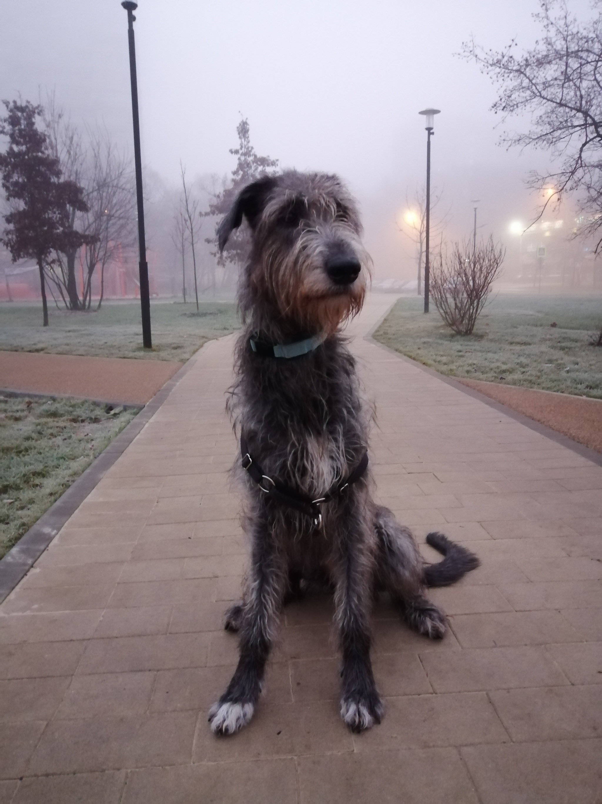 Didn't show the dog - not the pickabushnik - My, Dog, Mobile photography, Fog, Pets, A wave of posts