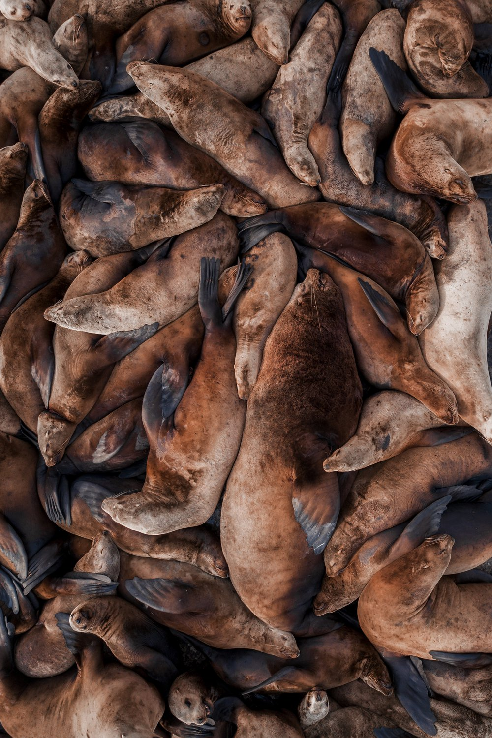 Sea lions, such sea lions - Sea lions, Long-eared seal, Pinnipeds, Nevelsk, Sakhalin, wildlife, Wild animals, Predatory animals, Marine life, The photo, Longpost