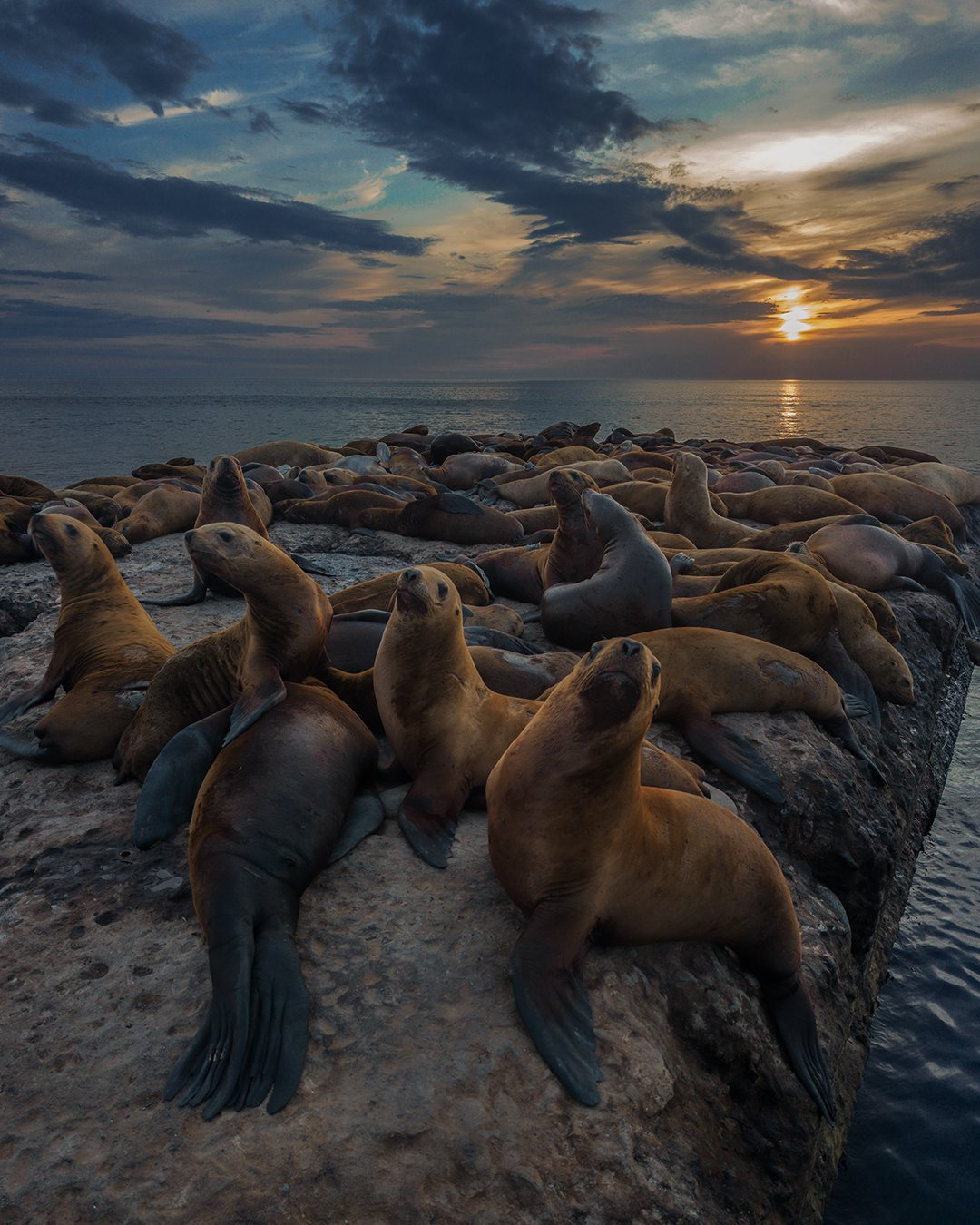 Sea lions, such sea lions - Sea lions, Long-eared seal, Pinnipeds, Nevelsk, Sakhalin, wildlife, Wild animals, Predatory animals, Marine life, The photo, Longpost