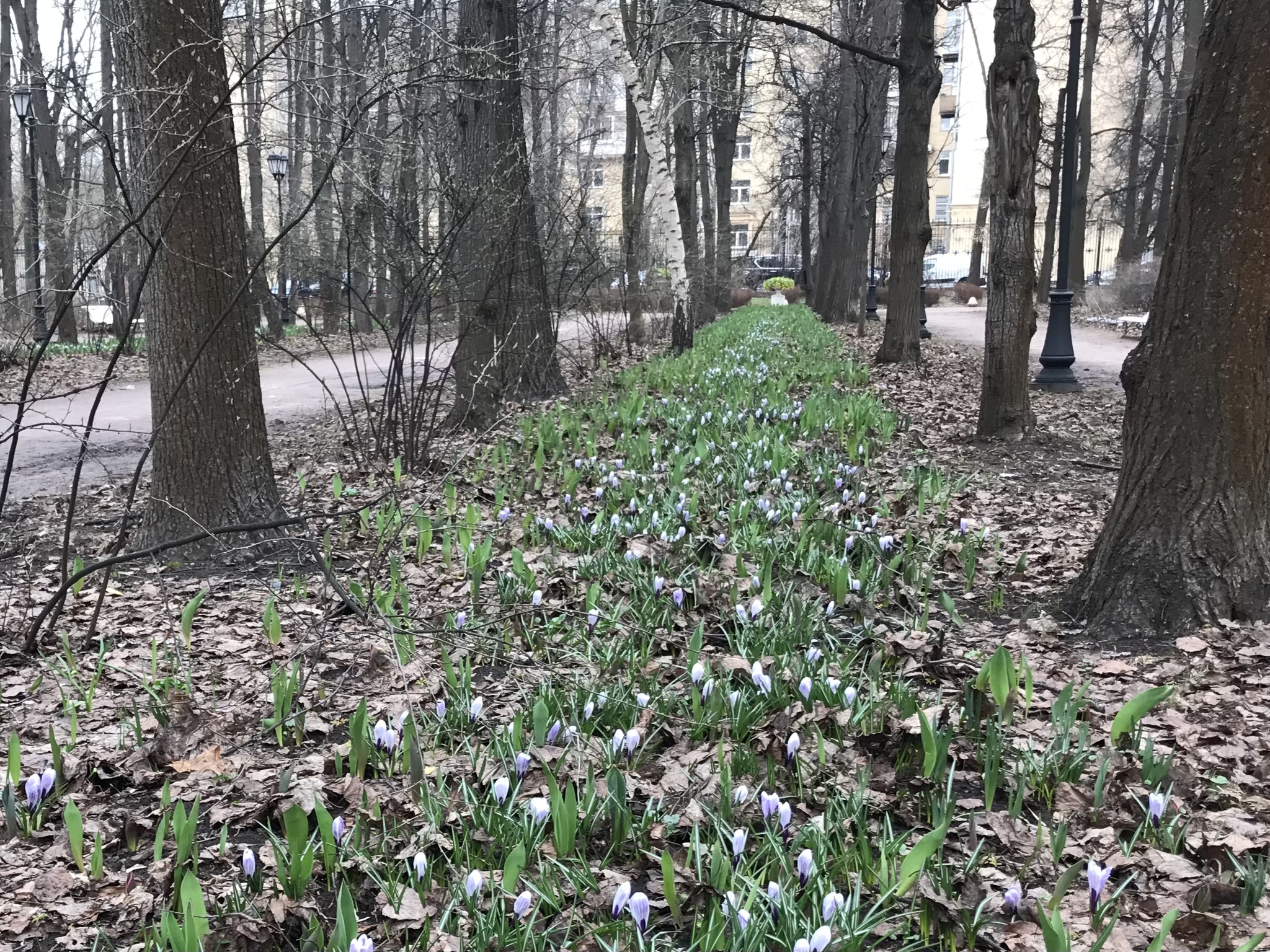 Every path has a purpose - My, Mobile photography, Flowers, Road, Spring, The park, Rotunda, Longpost