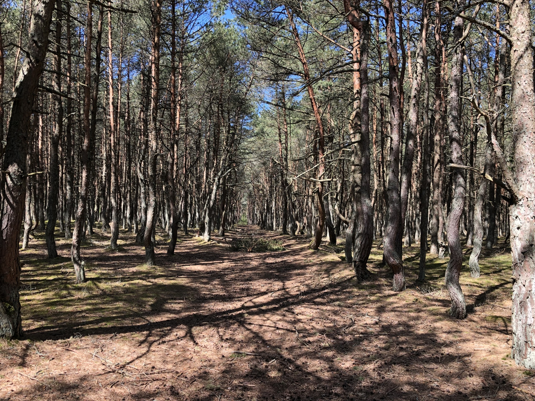 Curonian Spit - continued - My, Travels, Tourism, Kaliningrad region, Curonian Spit, The photo, Video, Longpost