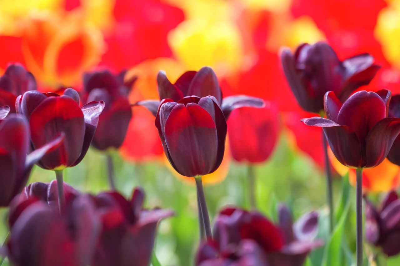 Tulip Parade opened in Yalta - news, Russia, People, Society, Parade, Flowers, beauty, Nature, Longpost