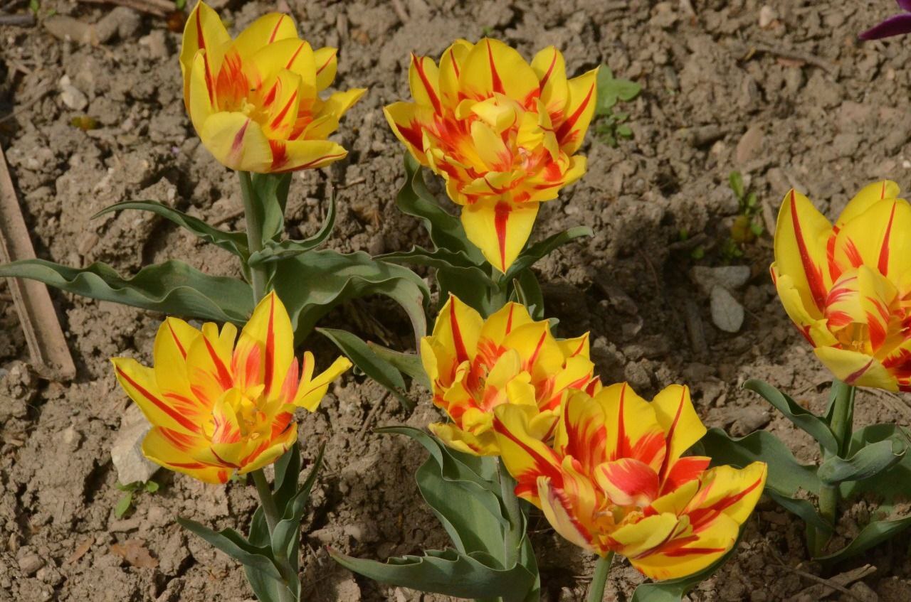 Tulip Parade opened in Yalta - news, Russia, People, Society, Parade, Flowers, beauty, Nature, Longpost