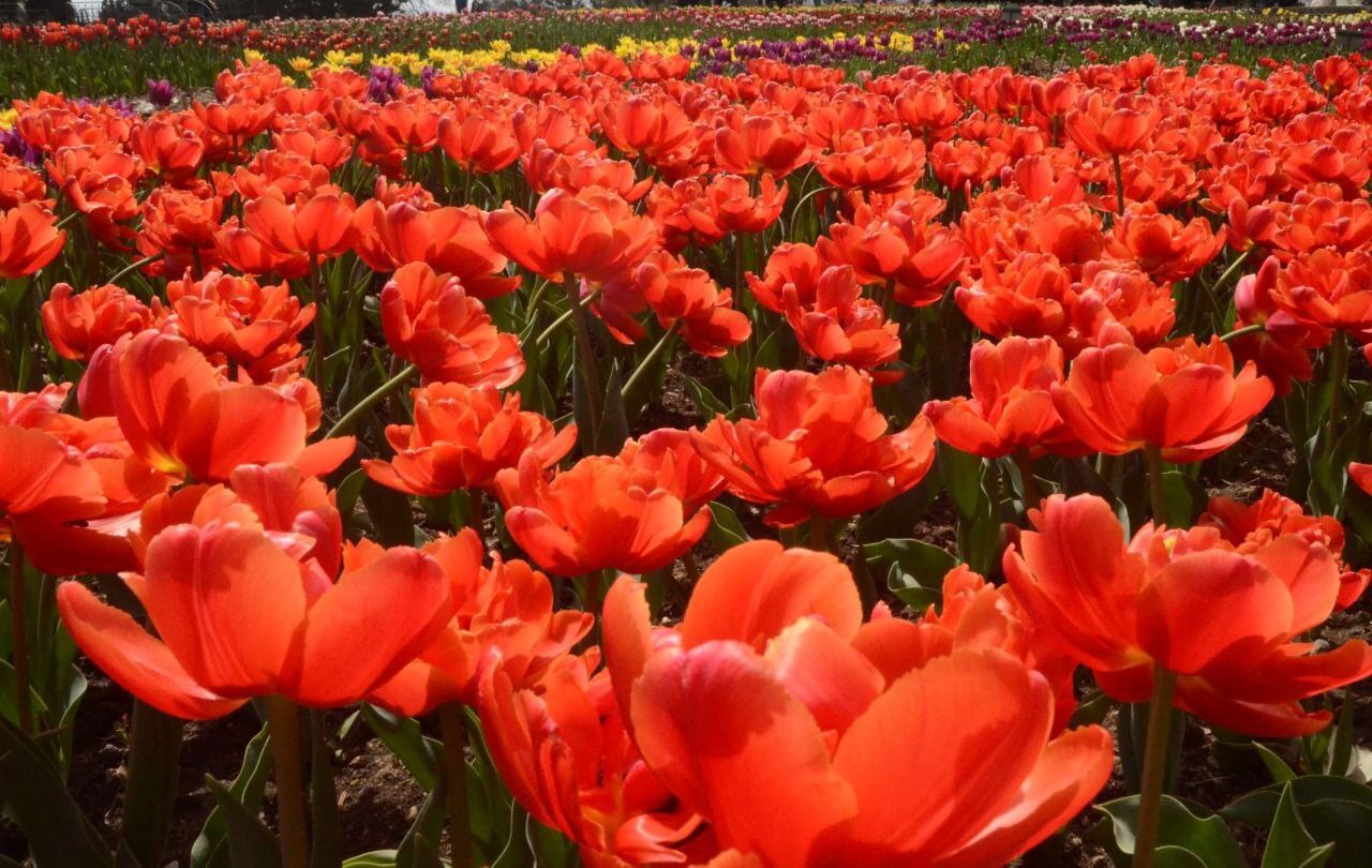 Tulip Parade opened in Yalta - news, Russia, People, Society, Parade, Flowers, beauty, Nature, Longpost