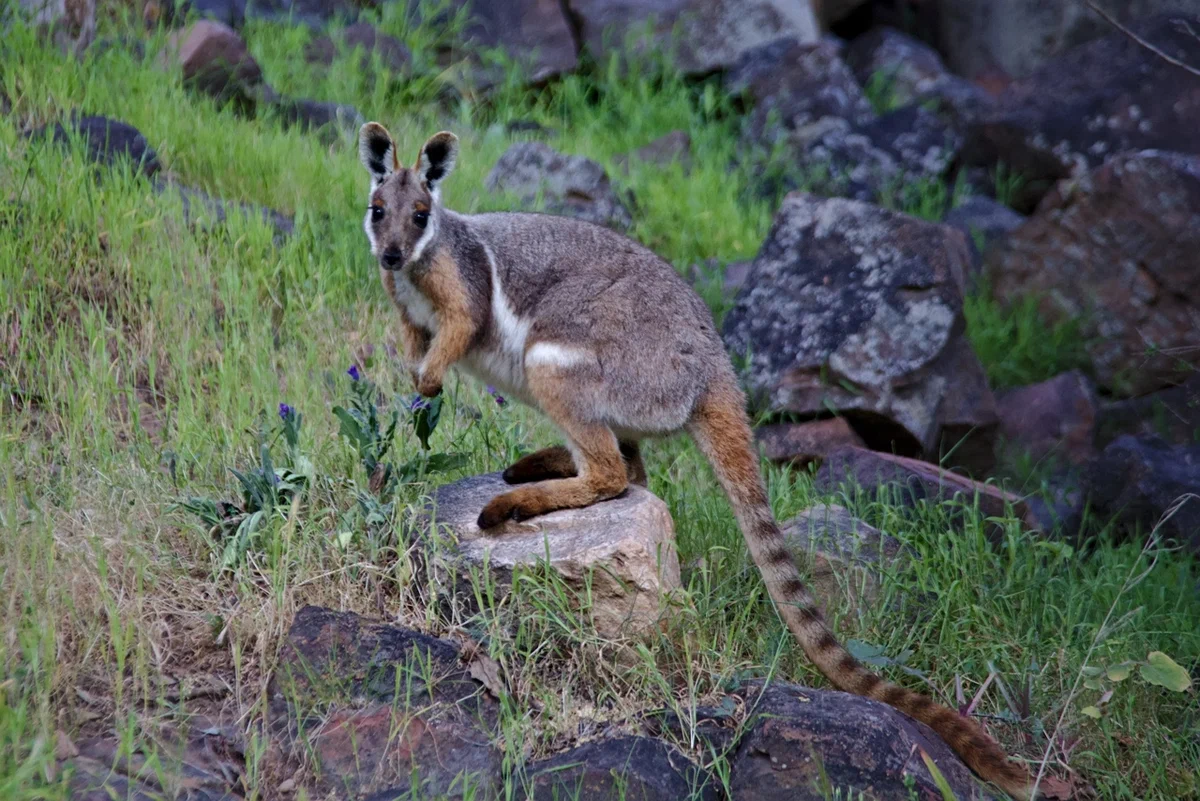 Yellow Rock Wallaby: When the floor is lava. A kangaroo that lives in rocky rocks and jumps 4 meters on cliffs - Wallaby, Animal book, Yandex Zen, Longpost