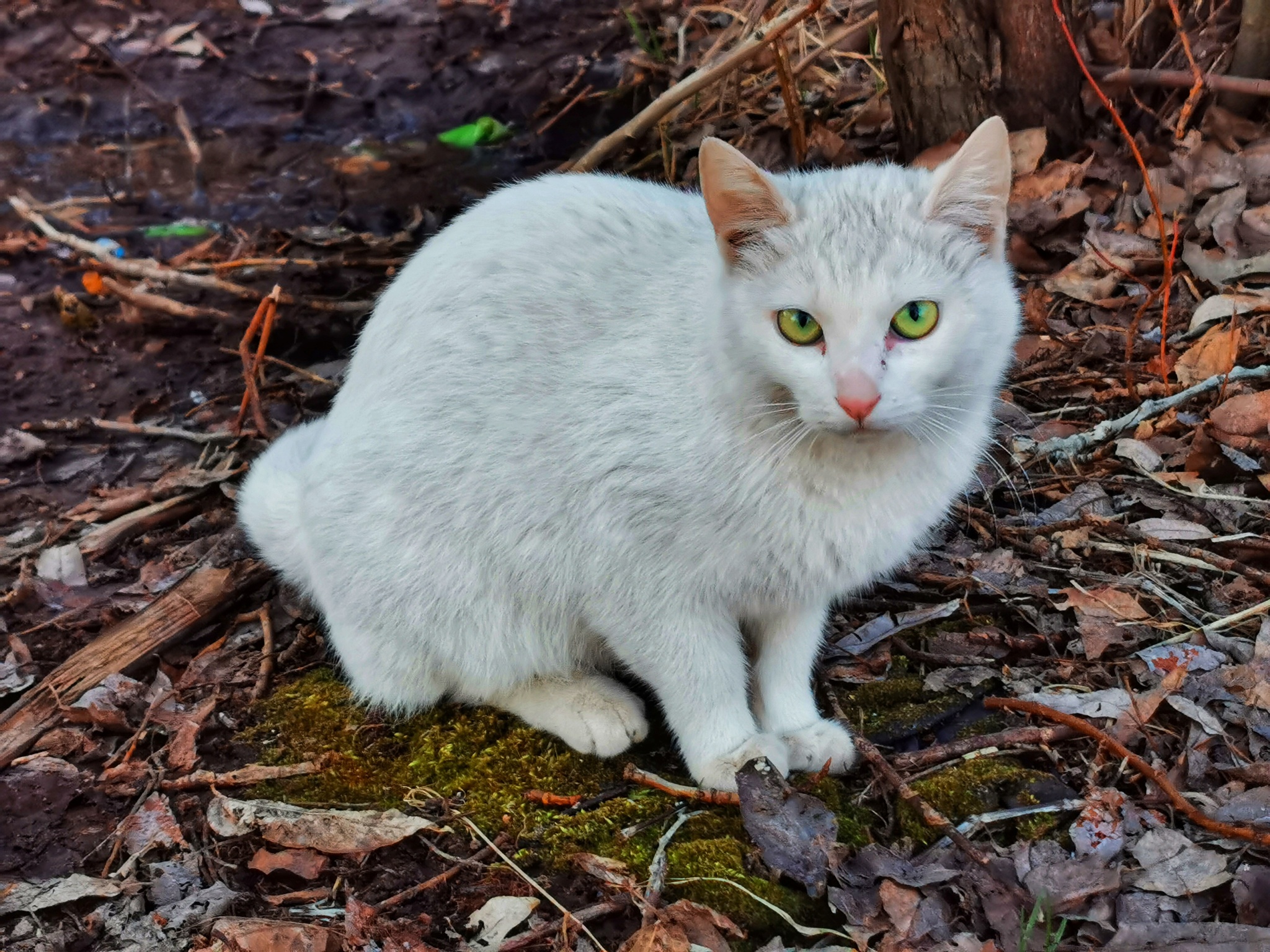 Photo of the cat - My, cat, Green eyes, Mobile photography