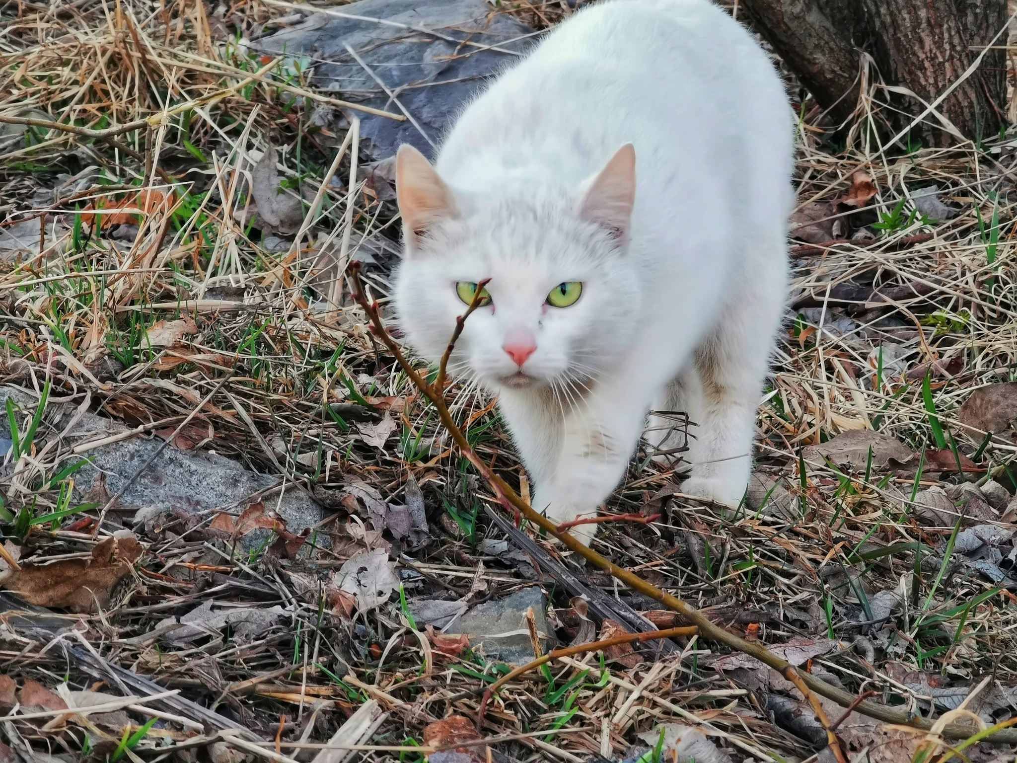 Photo of the cat - My, cat, Green eyes, Mobile photography
