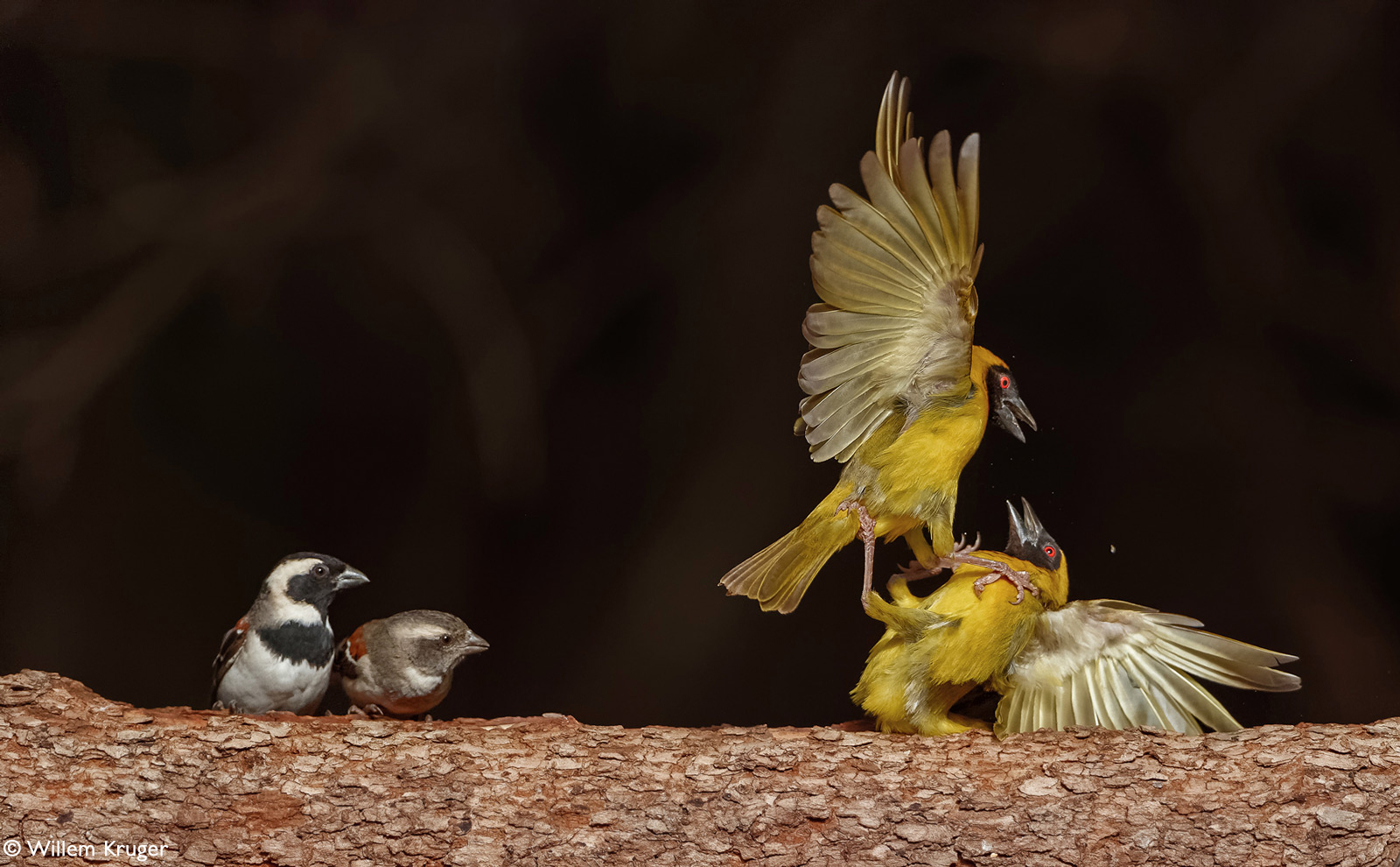 Everything is like people: a duel of weavers, fans - sparrows - Birds, Weavers, Sparrow, Wild animals, wildlife, South Africa, The photo