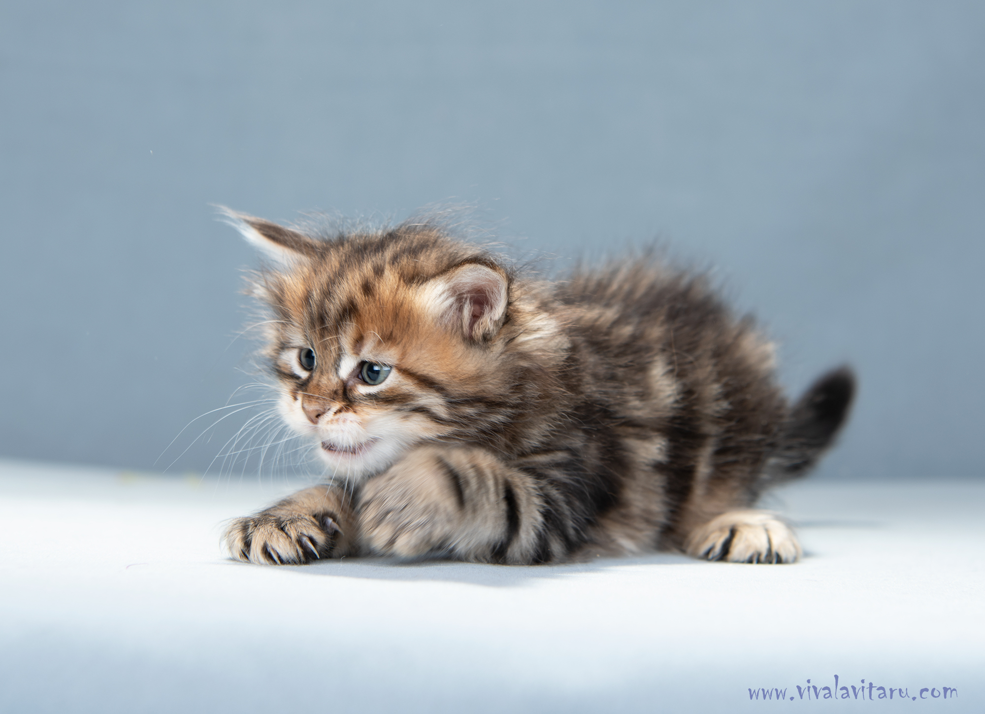 Золотой Сибирский котенок