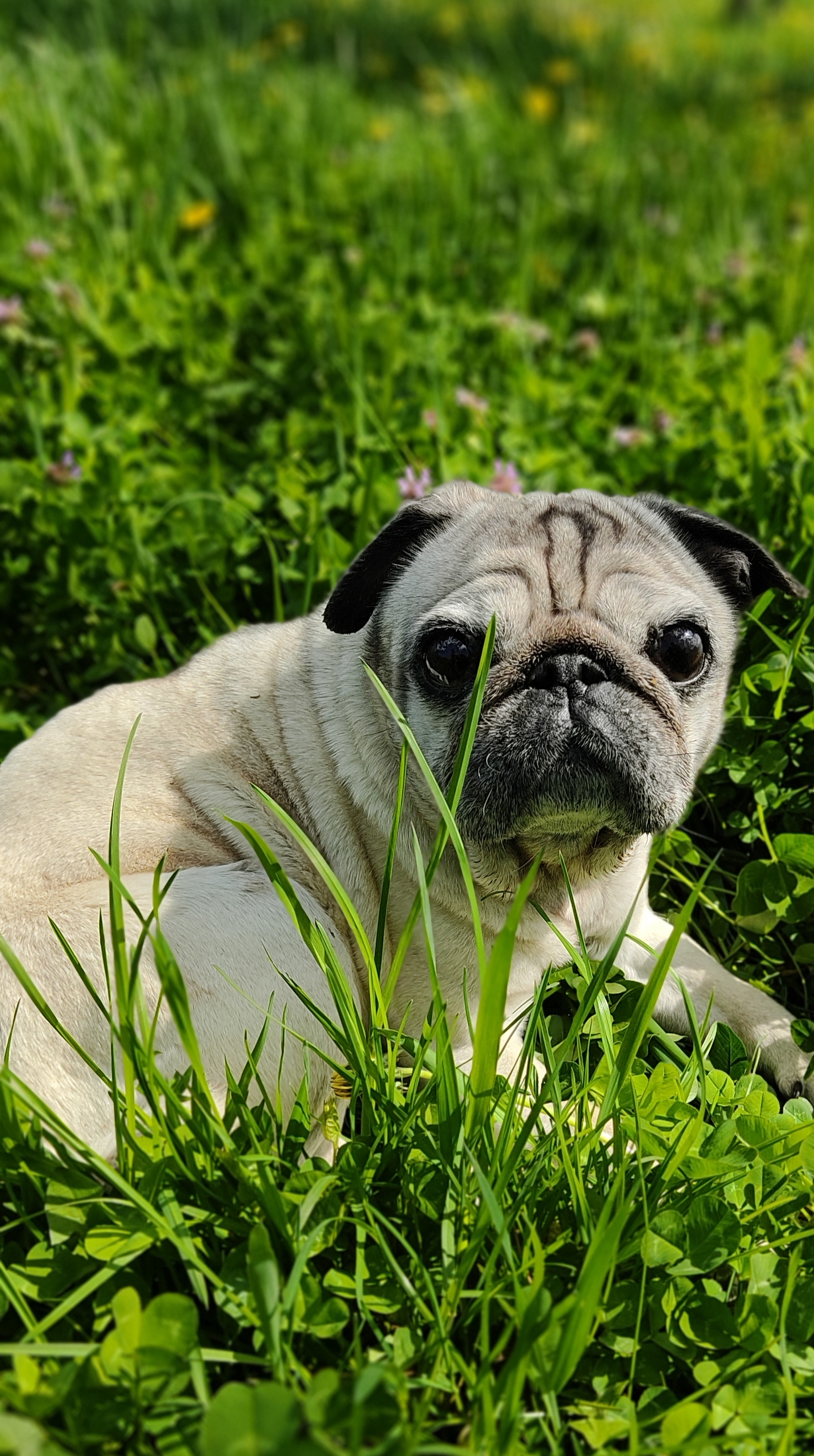 Warm day - My, Pug, Краснодарский Край, Spring, Longpost, Dog, Pets