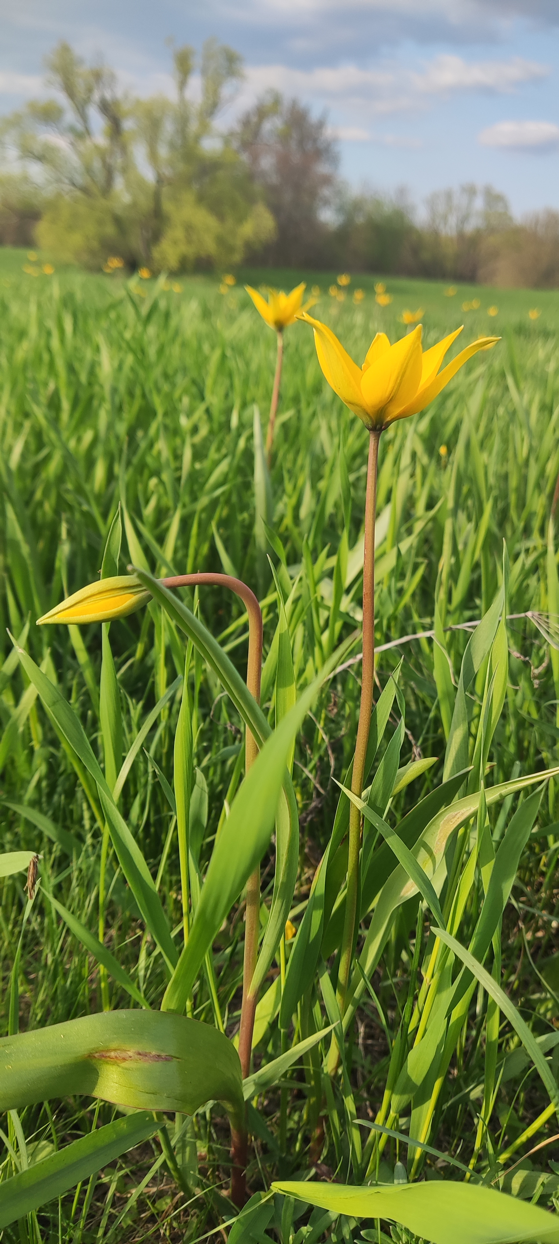 Scythian tulips bloomed in our country - My, Spring, Mobile photography, Tulips, Longpost