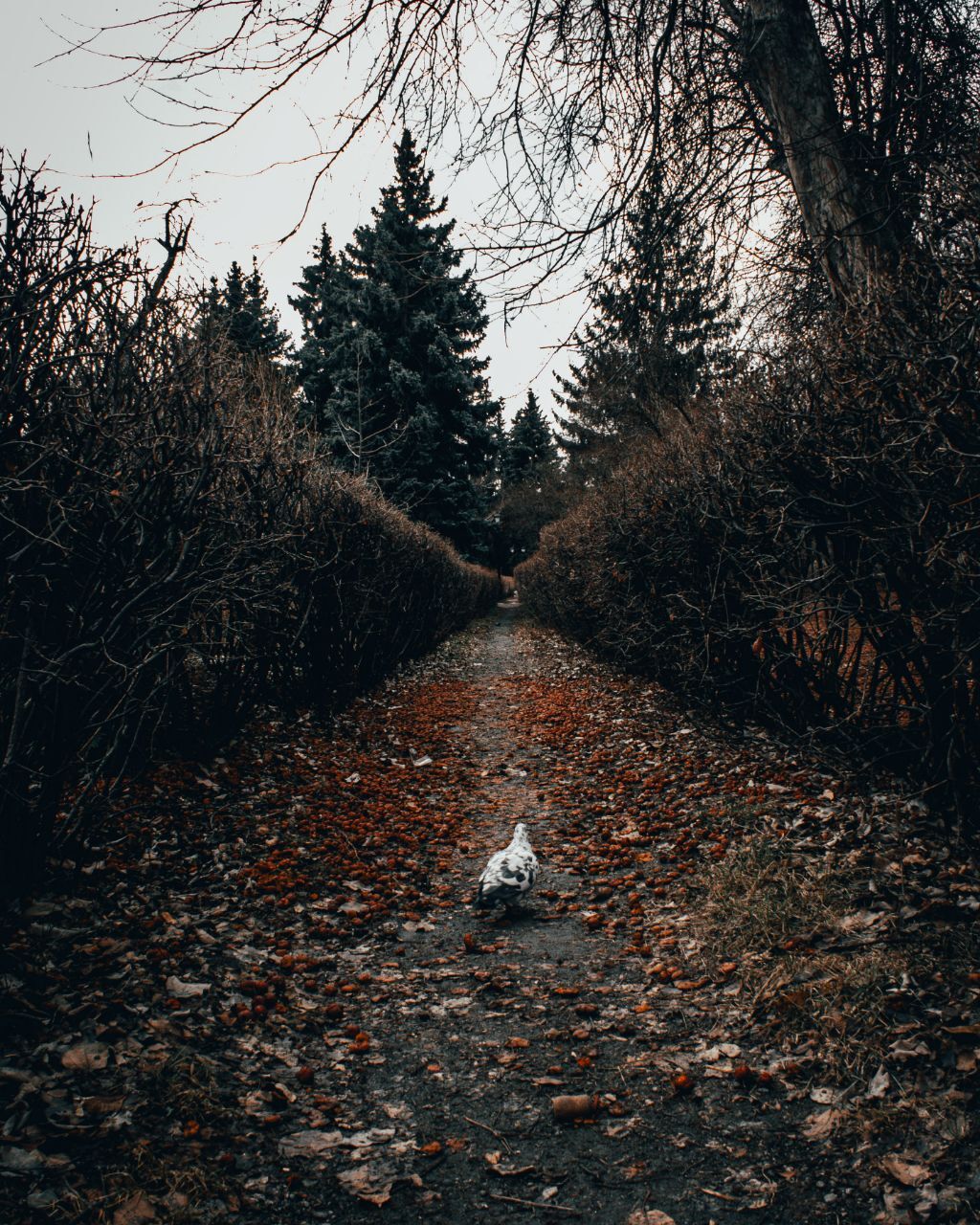 Pigeon - My, Pigeon, The photo, Canon 1100d, The park, Lightroom