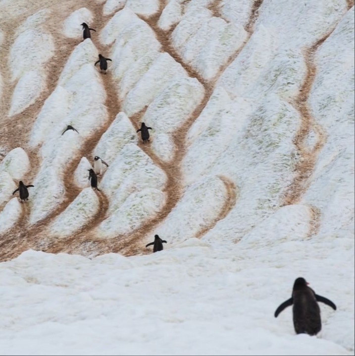 Paths trodden by penguins on an iceberg - The photo, Nature, Penguins, Longpost, Path, Iceberg