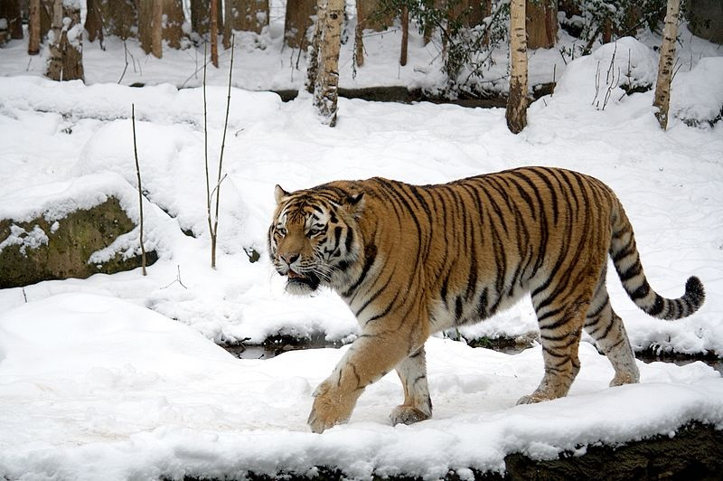 Continuation of the post In the Primorsky Territory, police officers stopped the sale of skins and derivatives of the Amur tiger - Amur tiger, Primorsky Krai, Krasnoarmeysky District, Poachers, Дальний Восток, Tiger, Part, Skin, Negative, Big cats, Cat family, Rare view, Predatory animals, Wild animals, Red Book, Criminal case, Accusation, Reply to post