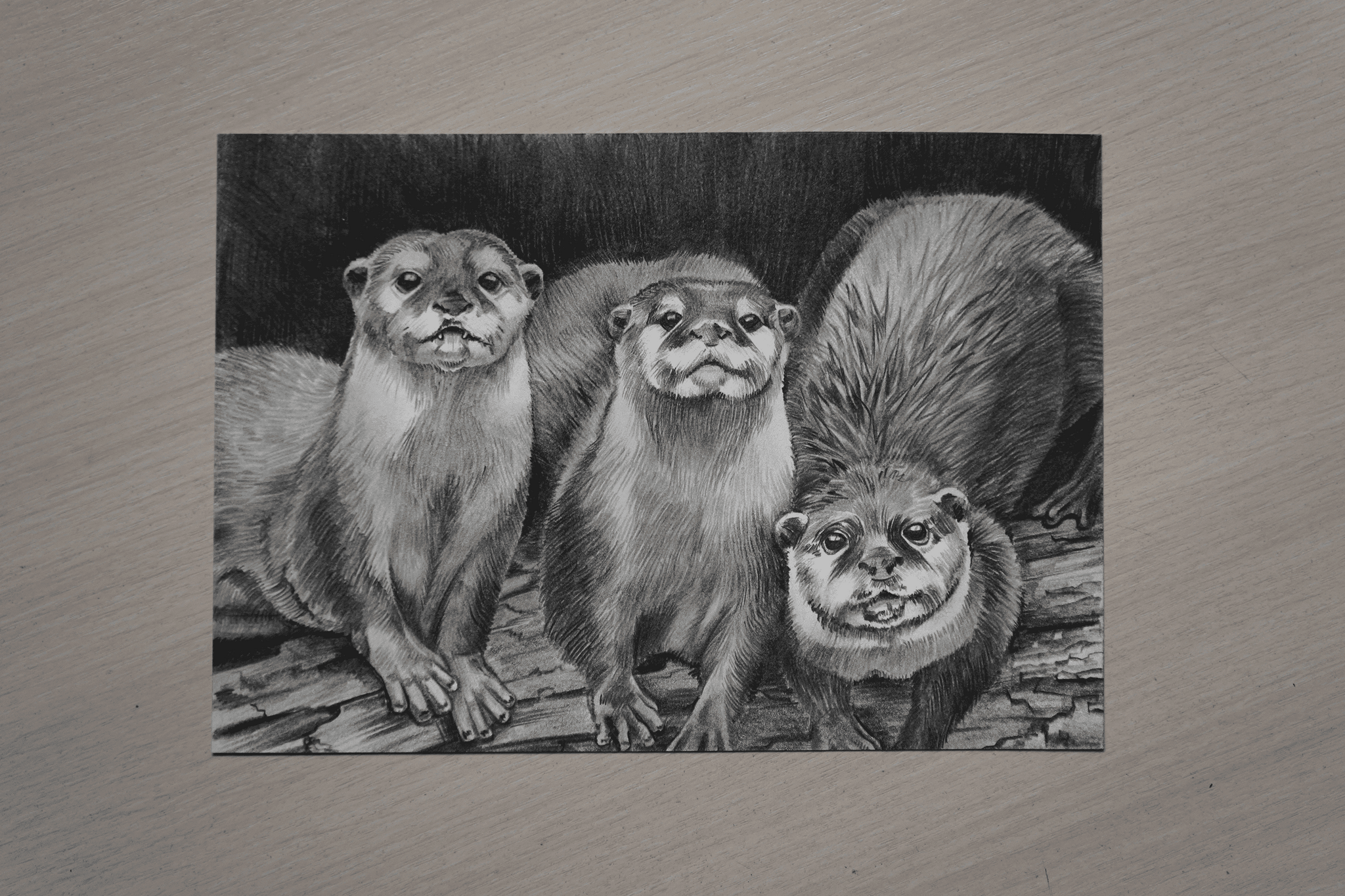 Otters pencil - My, Creation, Painting, Drawing, Otter, Nature, Animals, Animalistics, Pencil drawing, Longpost