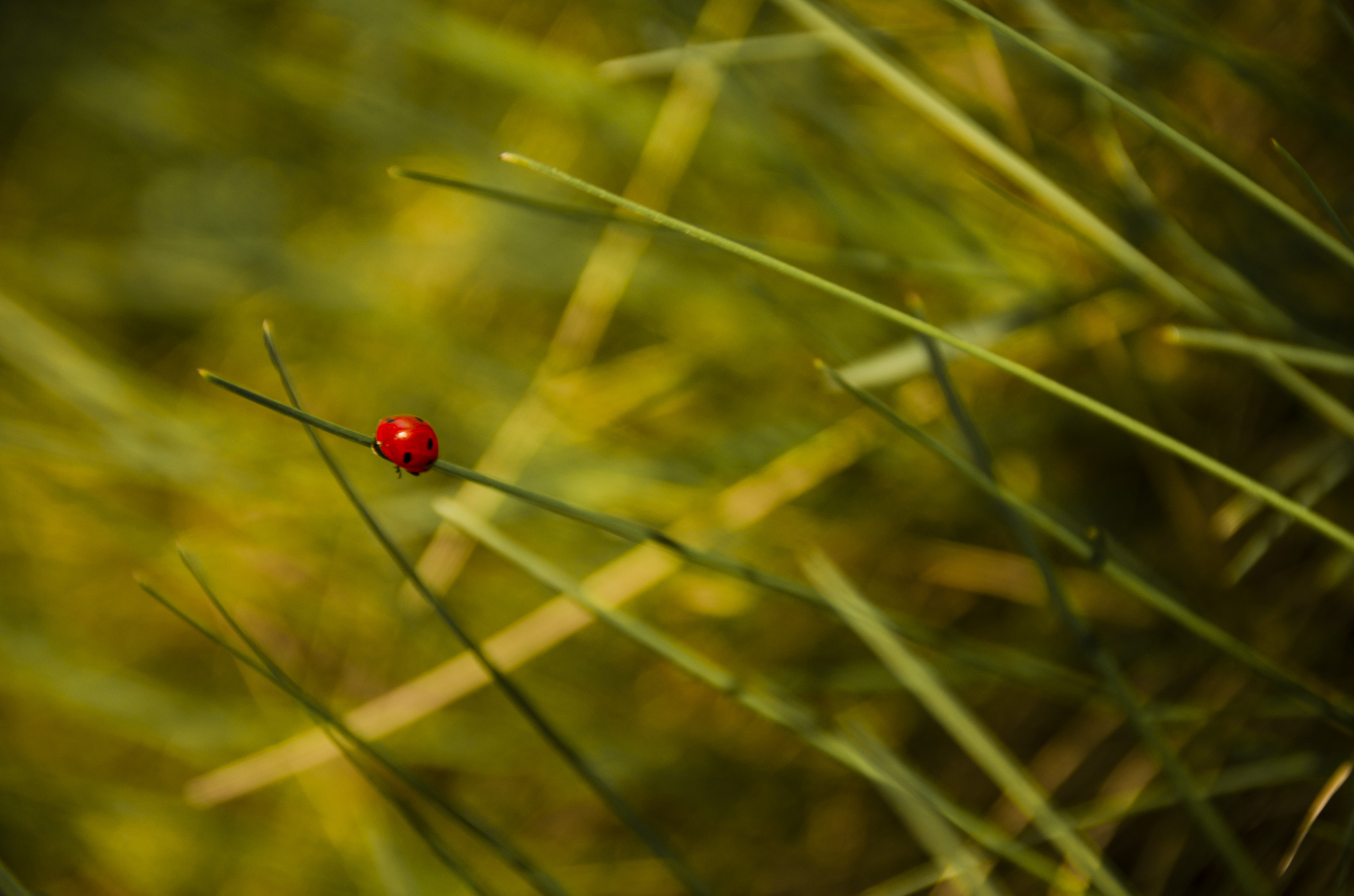 April - My, Village, Nature, Spring, Tula region, Longpost, The photo