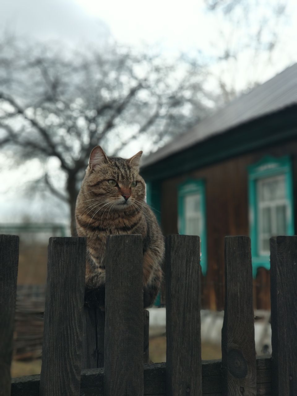 Villager - My, cat, Village, The photo