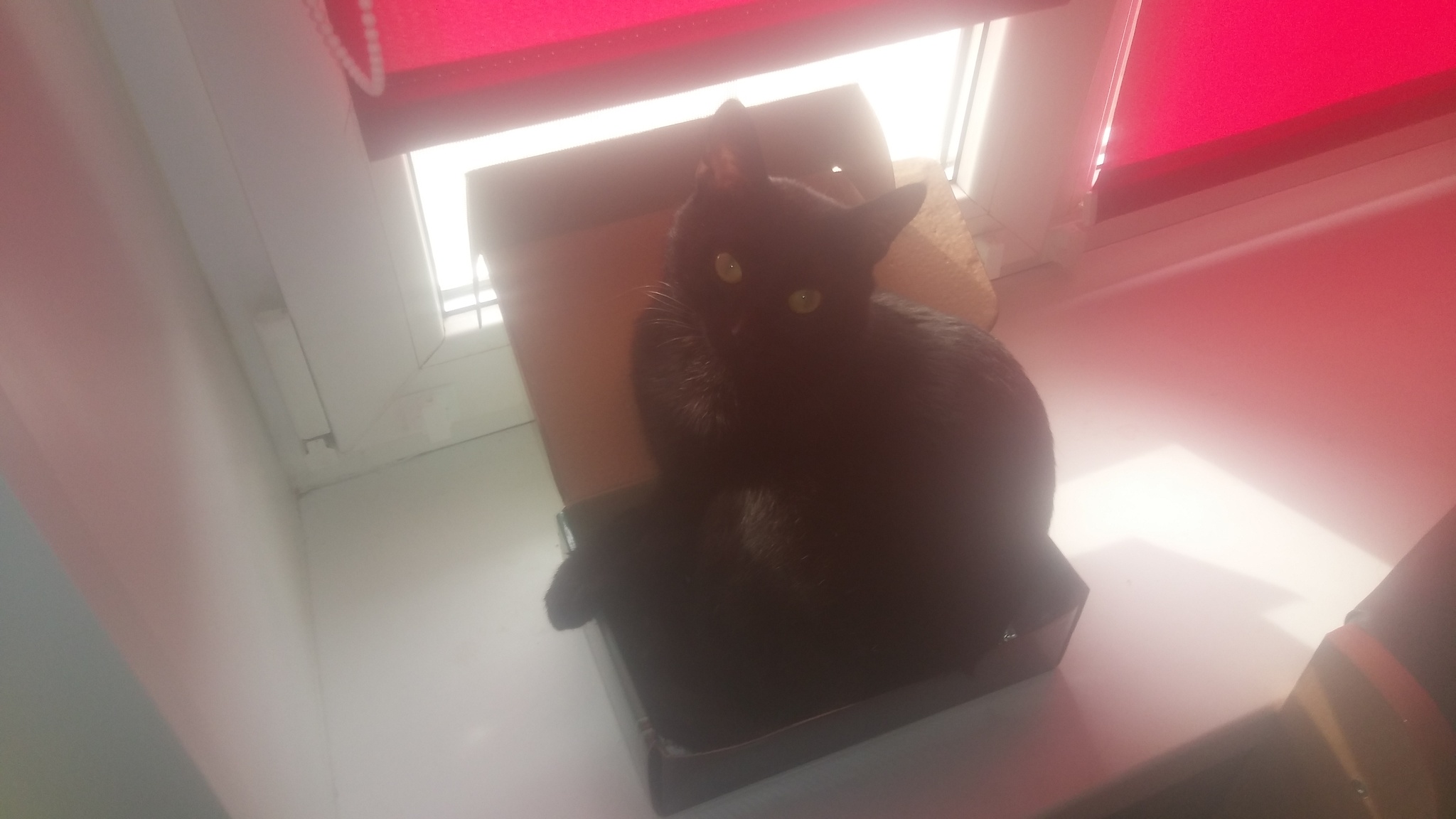 The apartment is small, but its own - My, cat, Box, Black cat