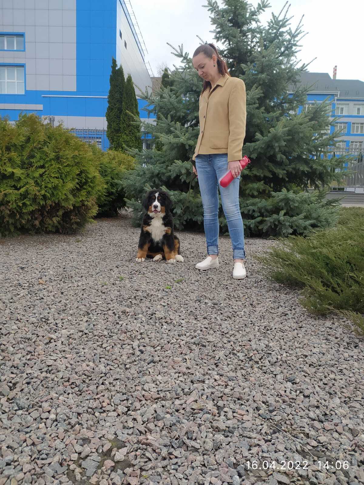 The Grown Up Bernese Zeninhund, Sem - My, Bernese mountain dog, Dog, Longpost